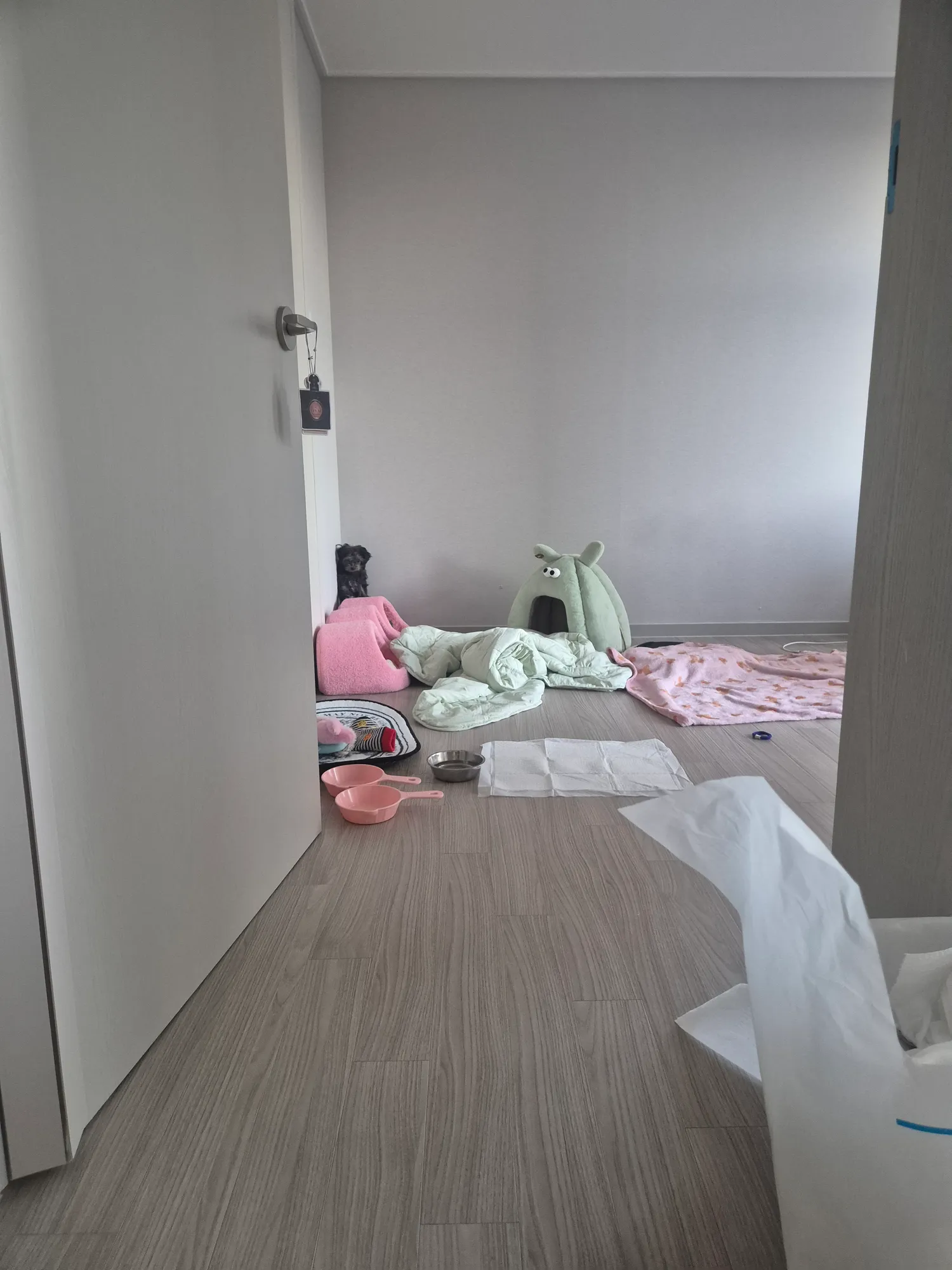 검동이 왜저래진자ㅜㅜ 겁졵나많아
