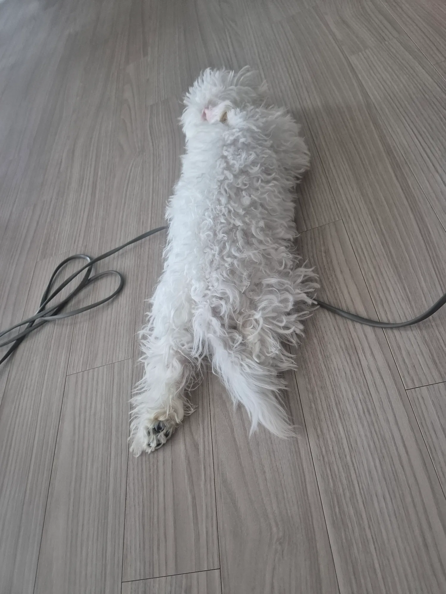 검동이 왜저래진자ㅜㅜ 겁졵나많아 댓글 5