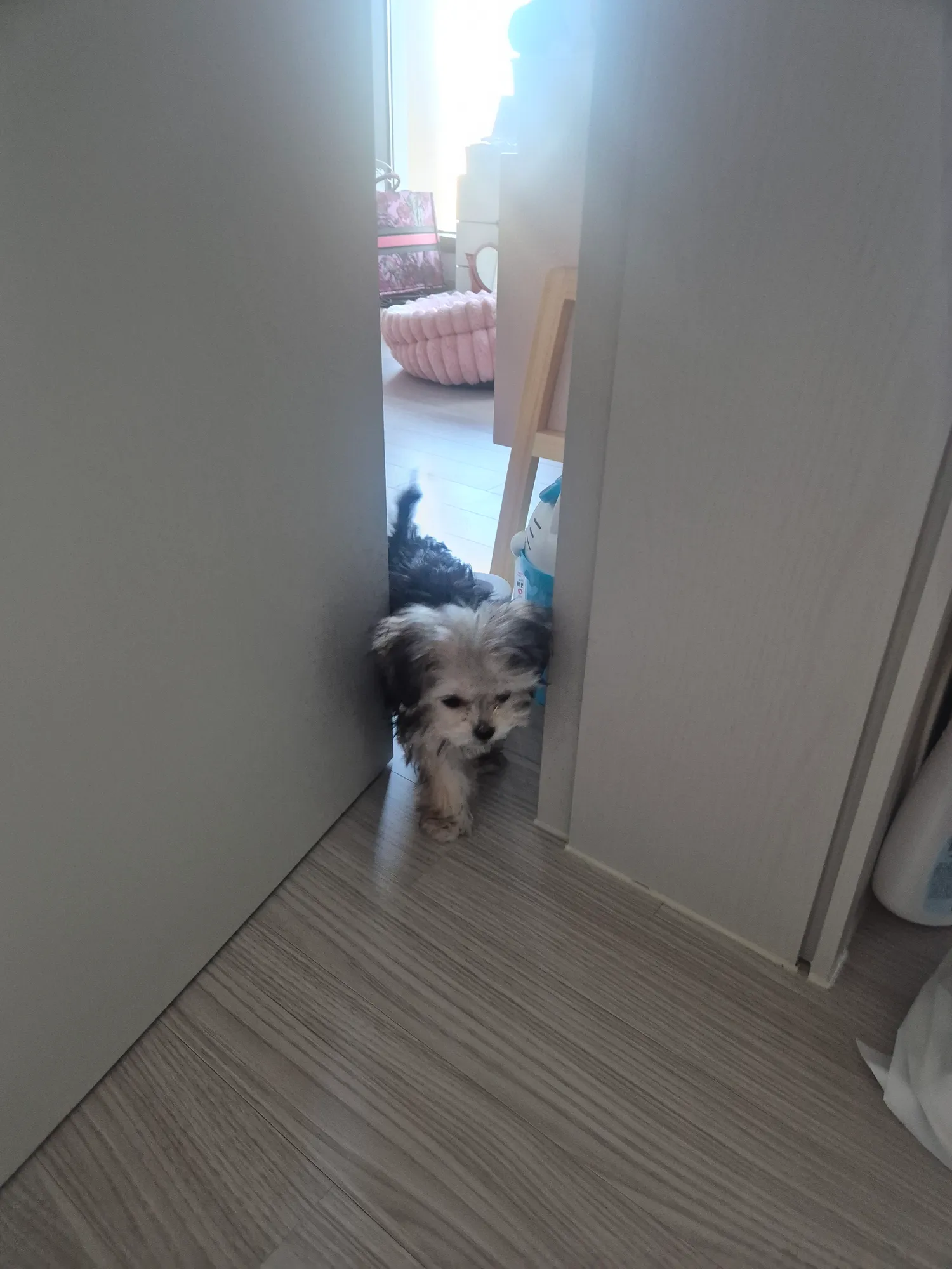 검동이 왜저래진자ㅜㅜ 겁졵나많아 댓글 7
