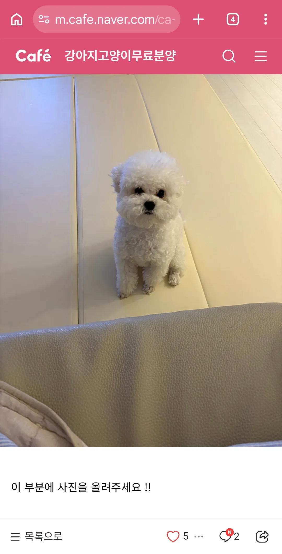 그래서 짖지도않고순한2년키운개를 왜보내?3