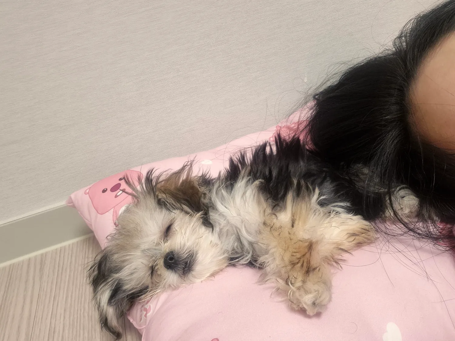 야한테꼬슈내남