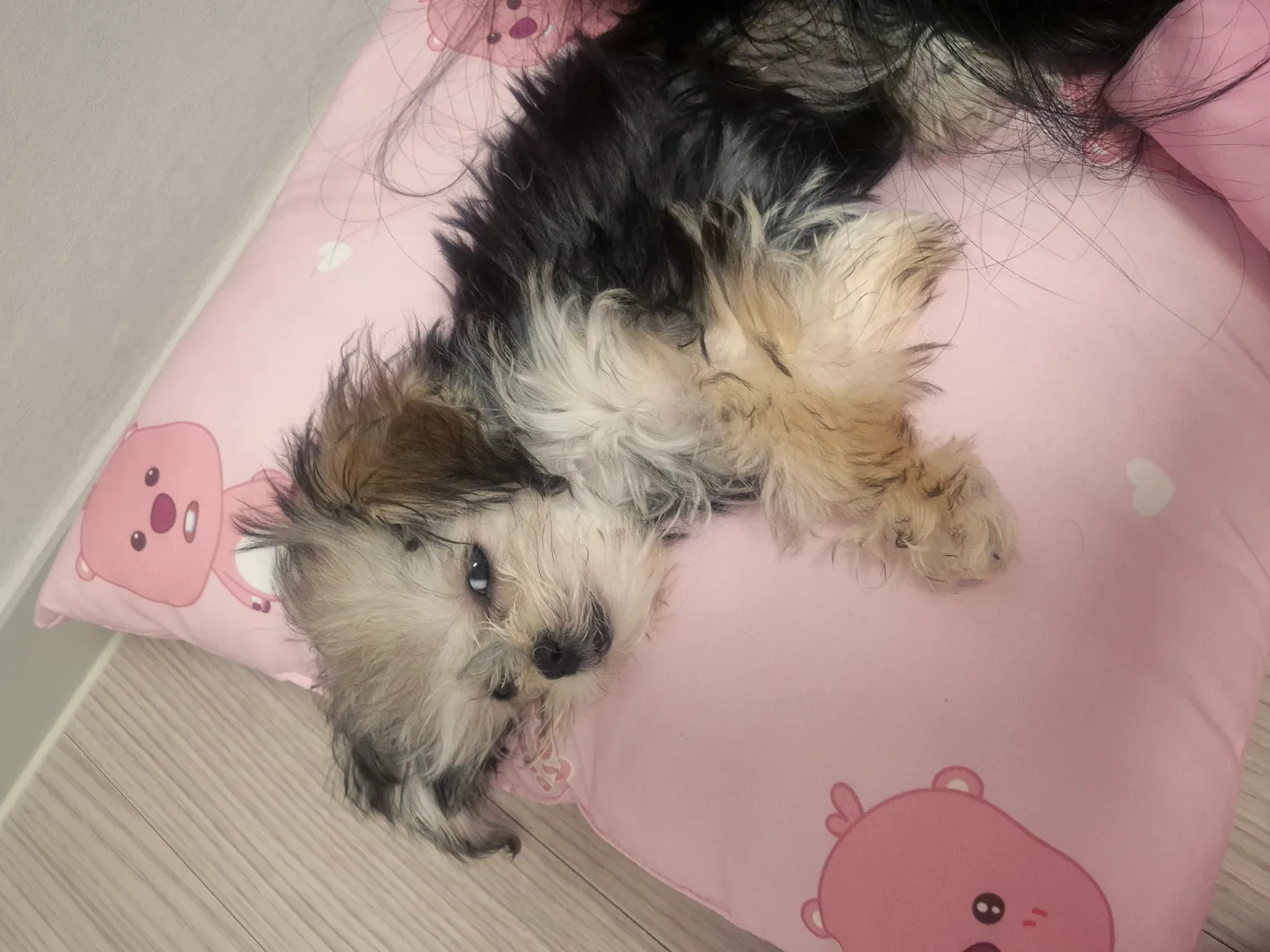 야한테꼬슈내남2