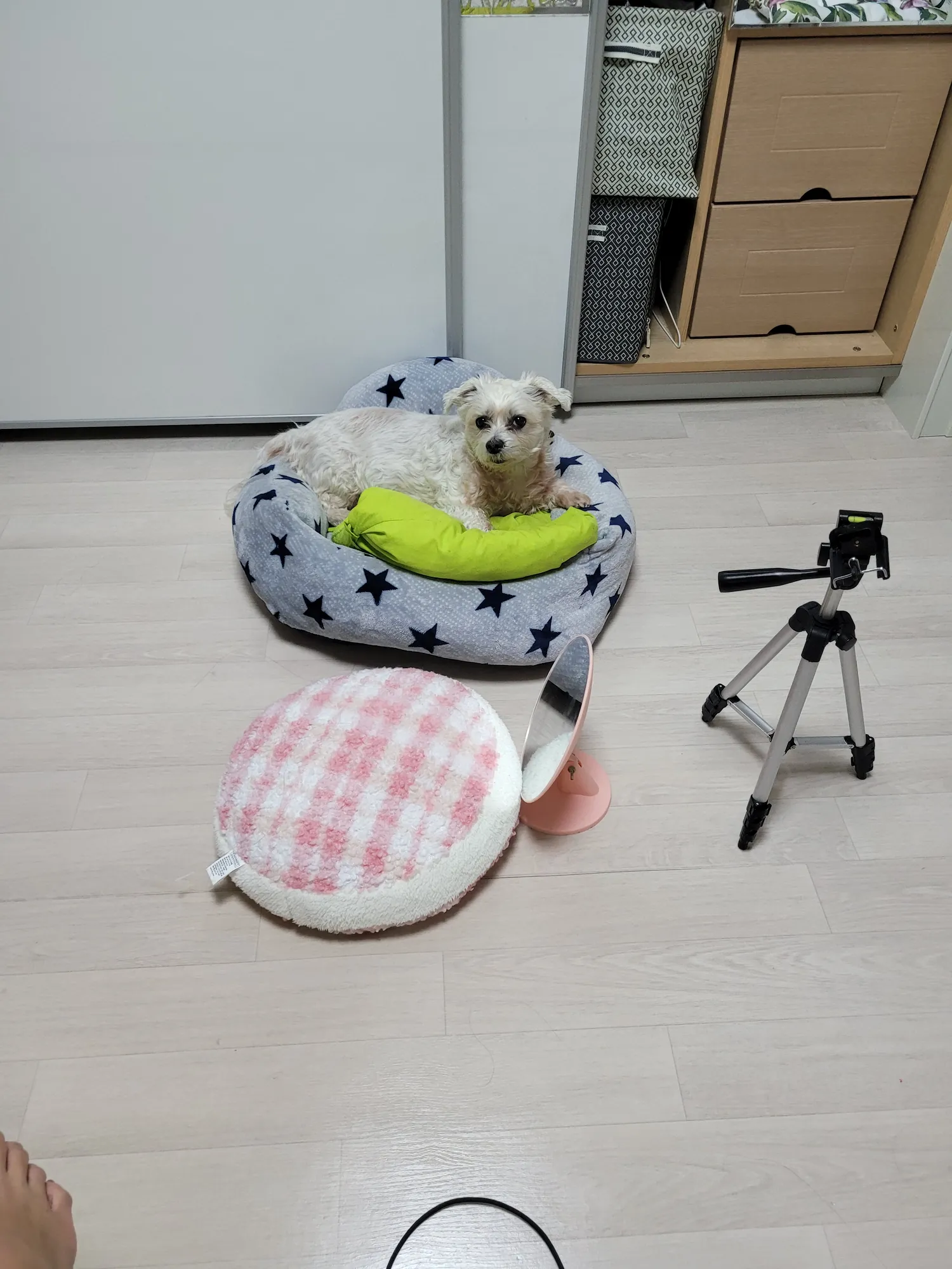 무지개다리 건너본 댓글