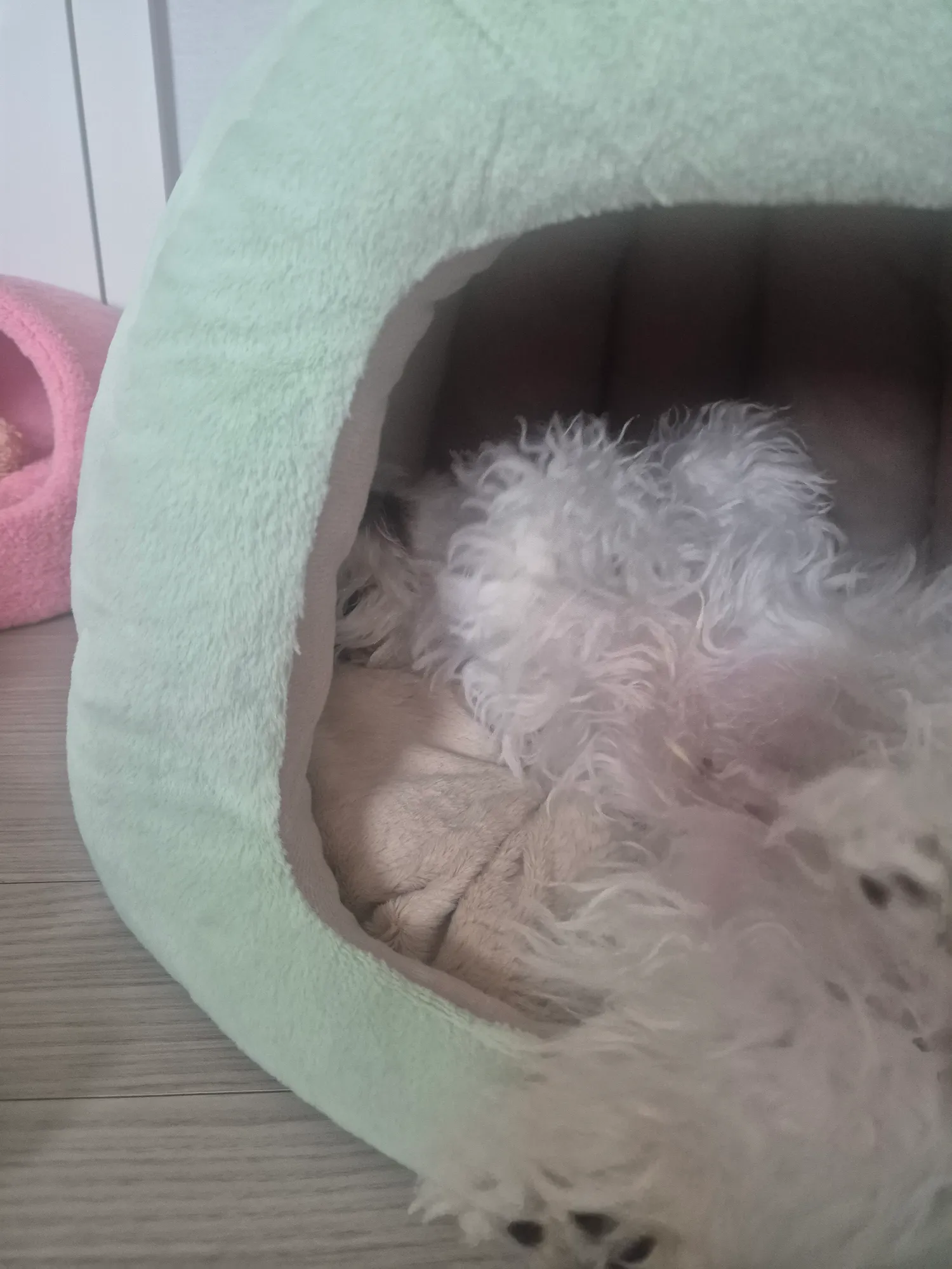 비숑4개월넘엇는데 털 싹밀고싶은데