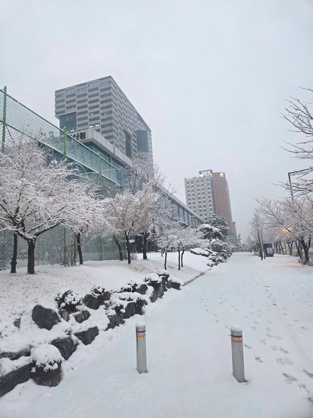 오늘 대구 눈왔다고 해서 얼마나 왔나했는데2