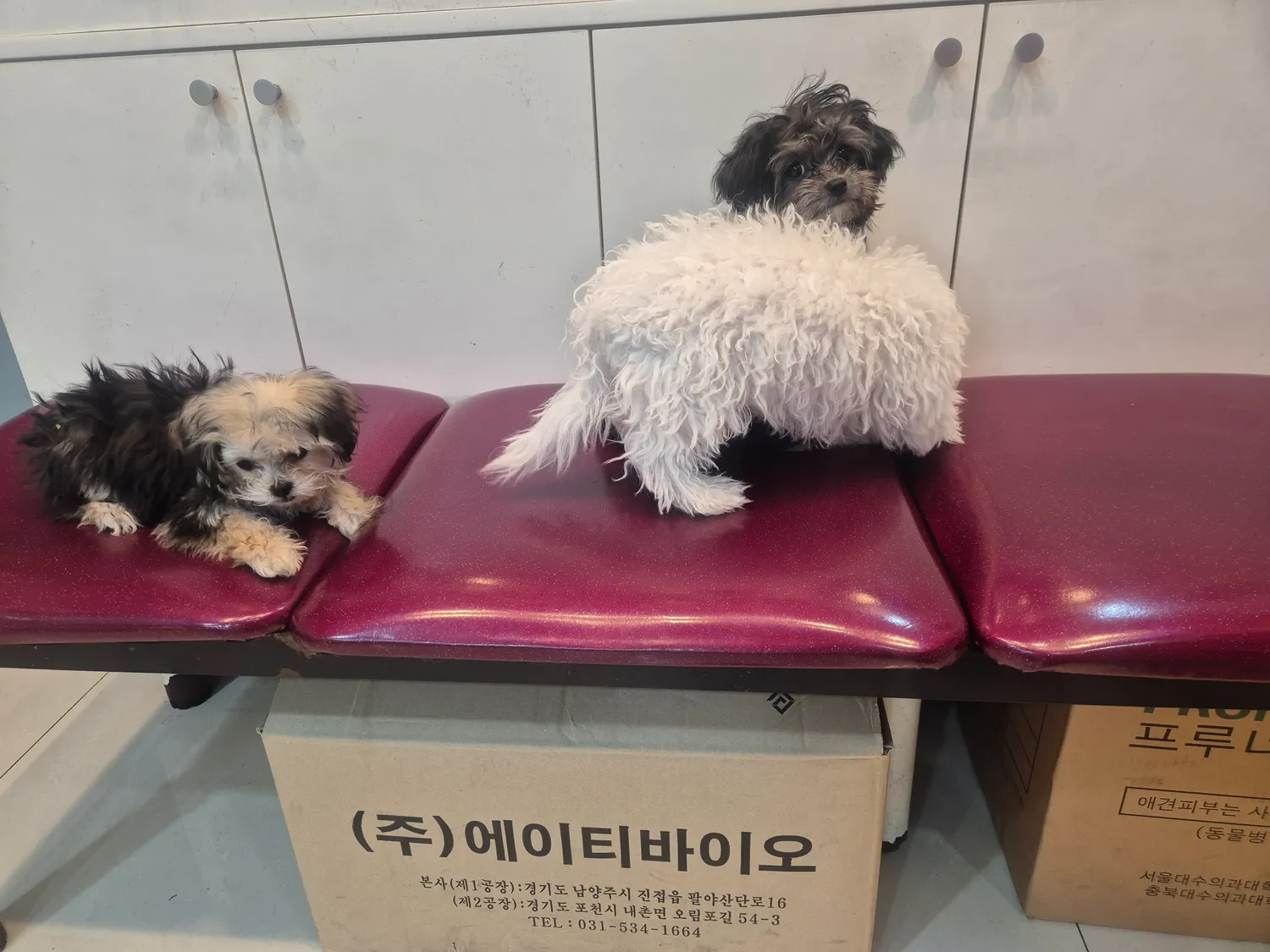 엄마랑 개텍스타고 동물병원달려왔어오2