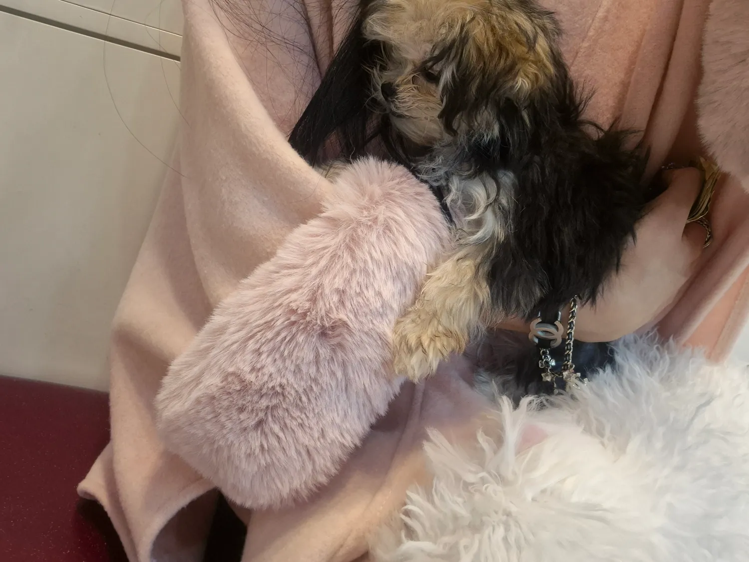 엄마랑 개텍스타고 동물병원달려왔어오 댓글 2