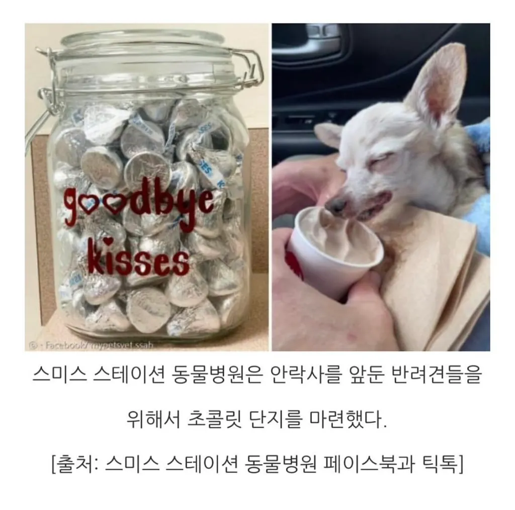 강아지한테 초콜렛 주는 병원3
