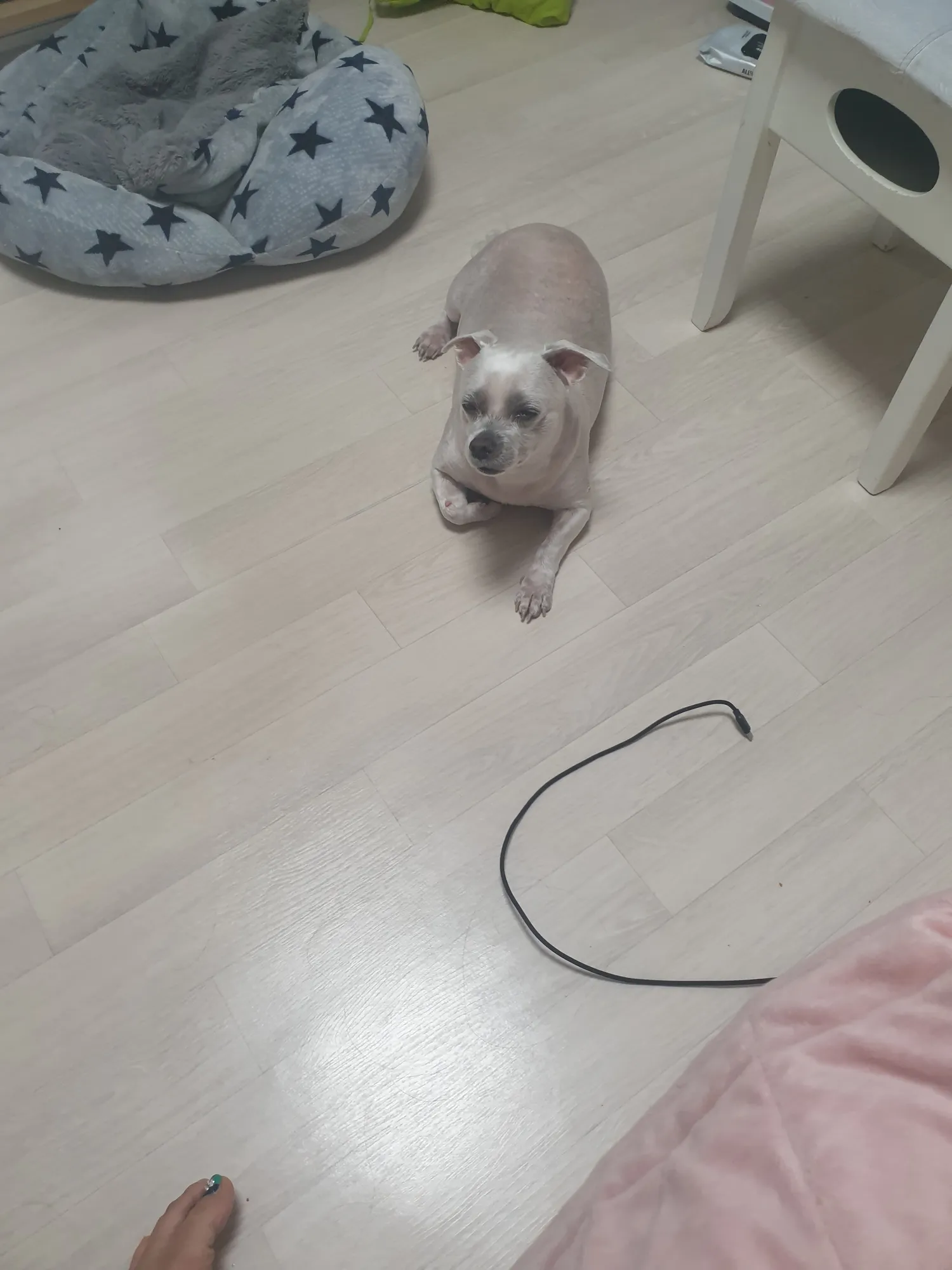 혹시 여기에다 비숑4개월반남아 싹털미는미용 댓글