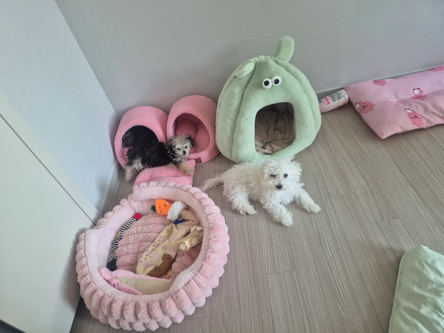 개두마리이상키우는애들아