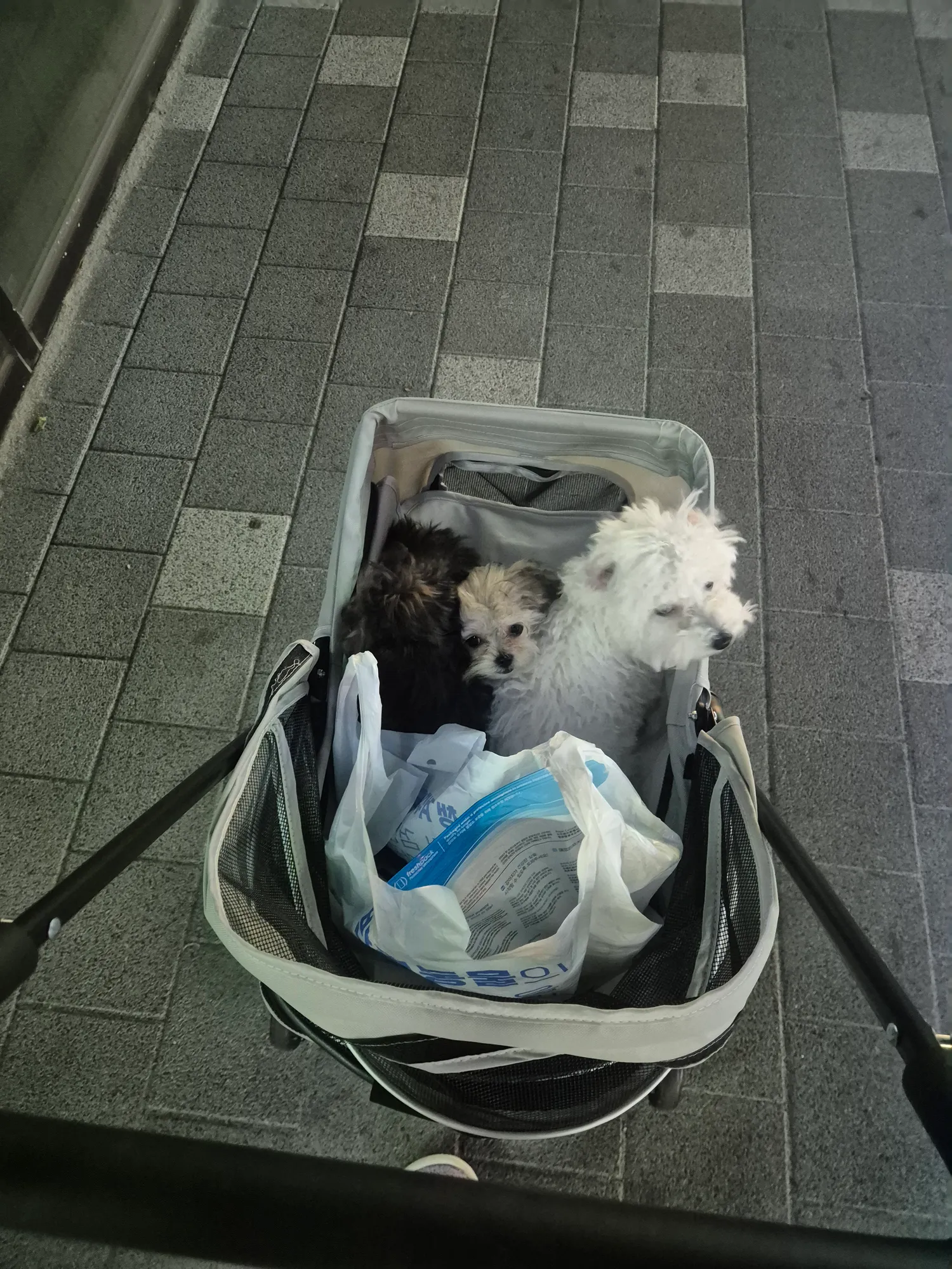 개두마리이상키우는애들아2