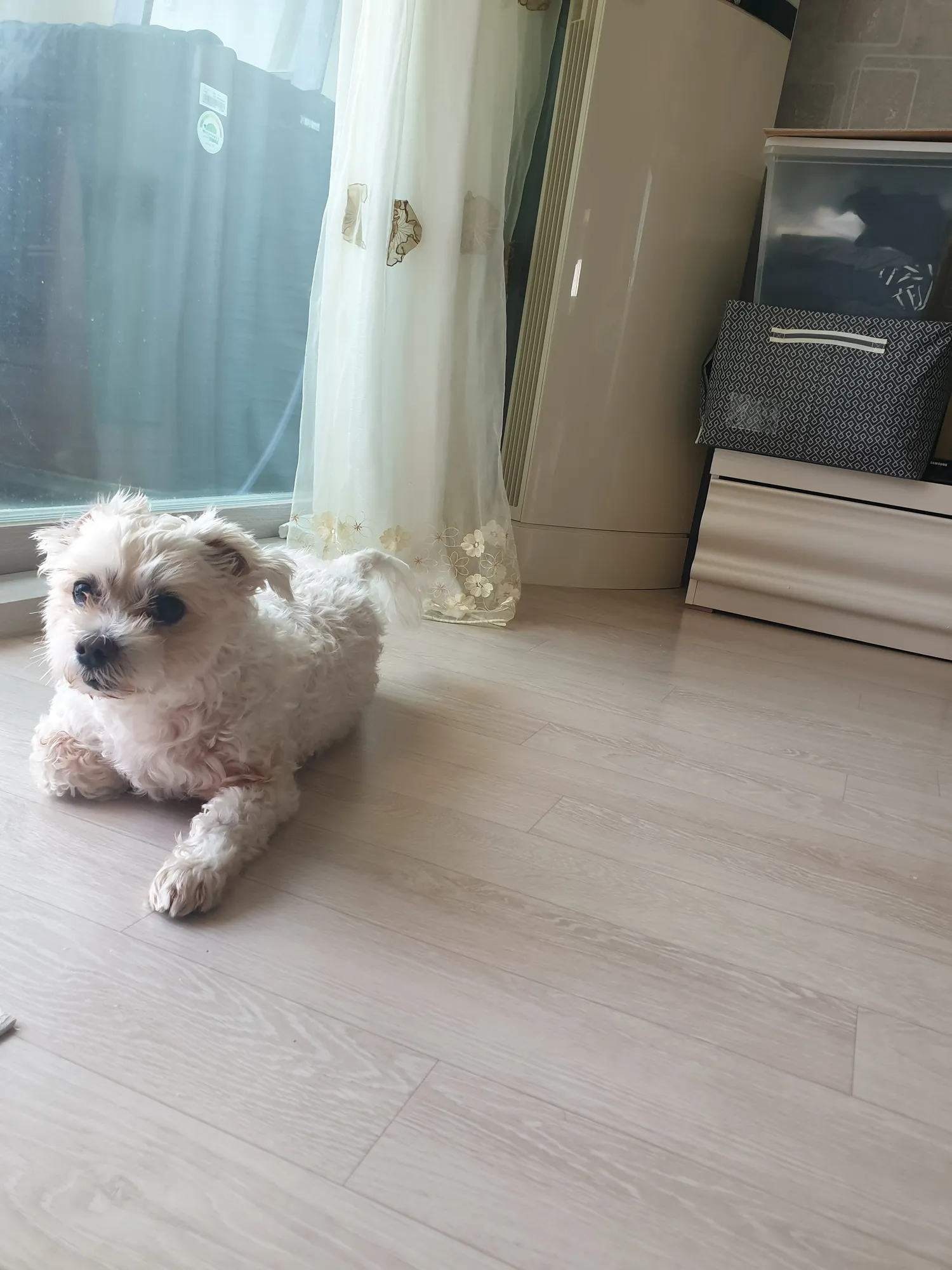 개두마리이상키우는애들아 댓글