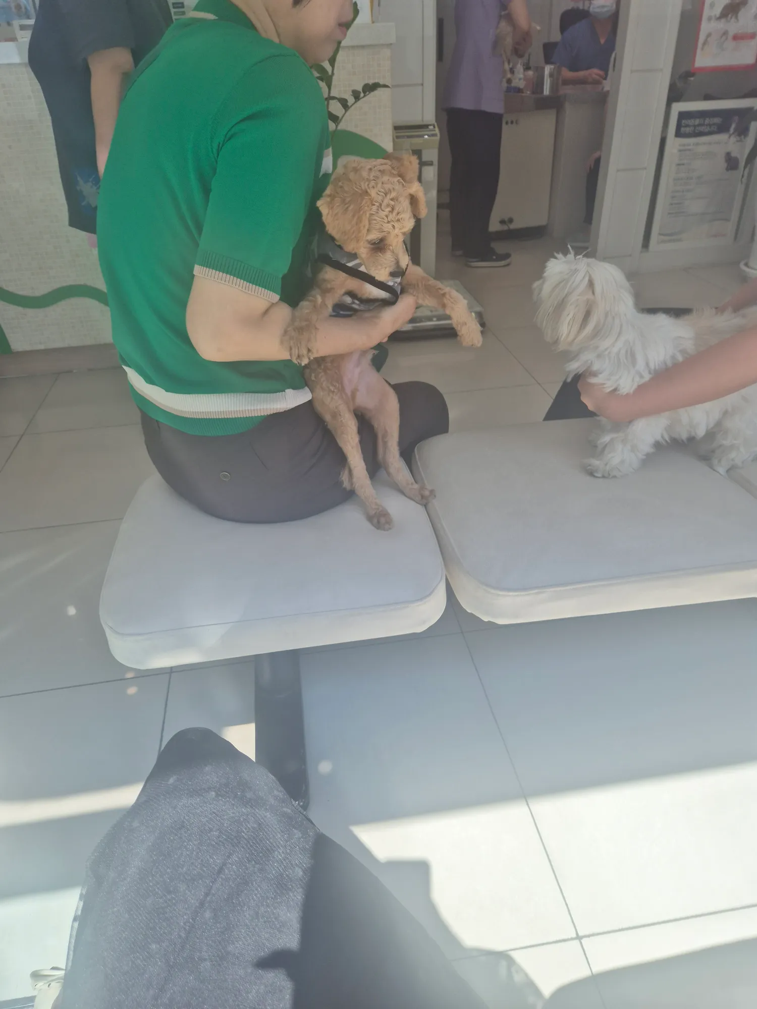 개두마리이상키우는애들아 댓글 2