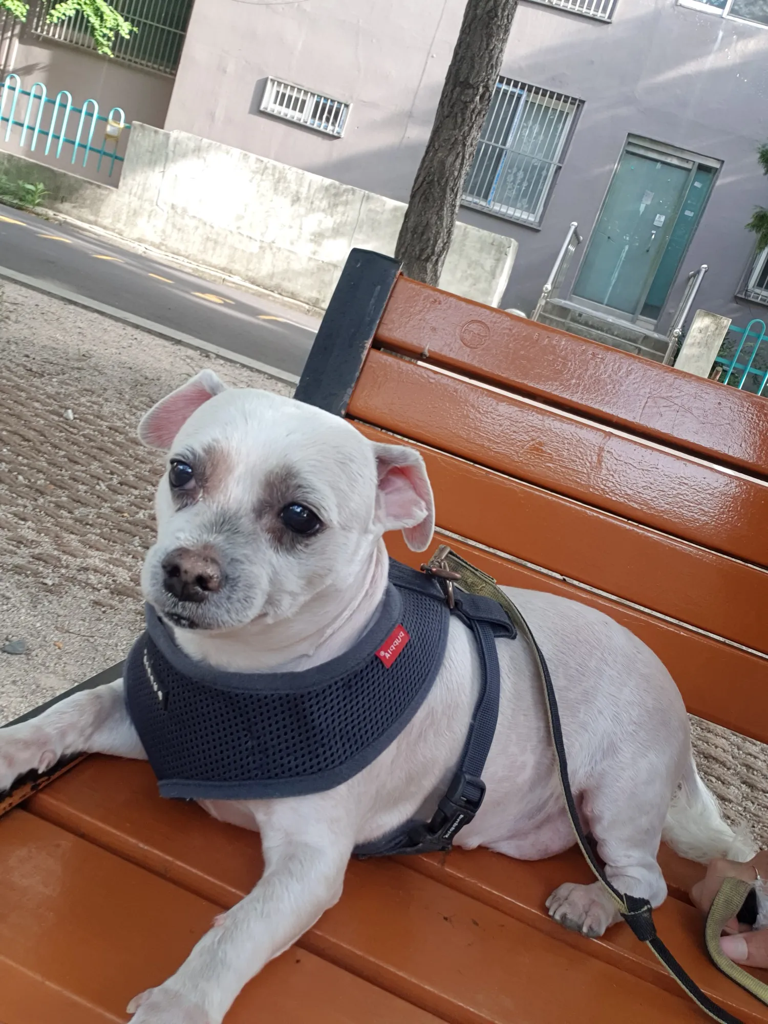 개두마리이상키우는애들아 댓글 3