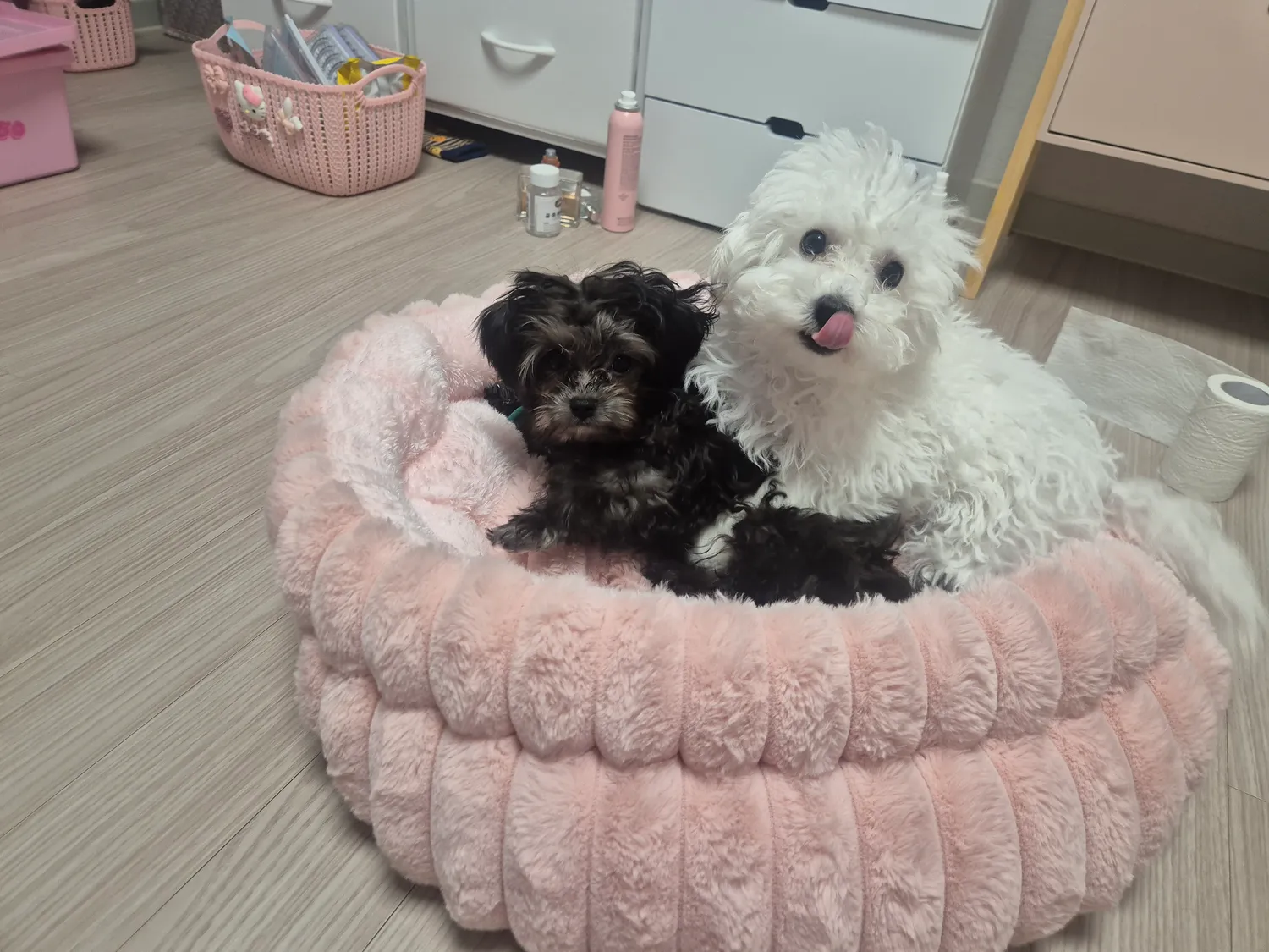 막글 의사쌤이흰동검동만 중성화하란다