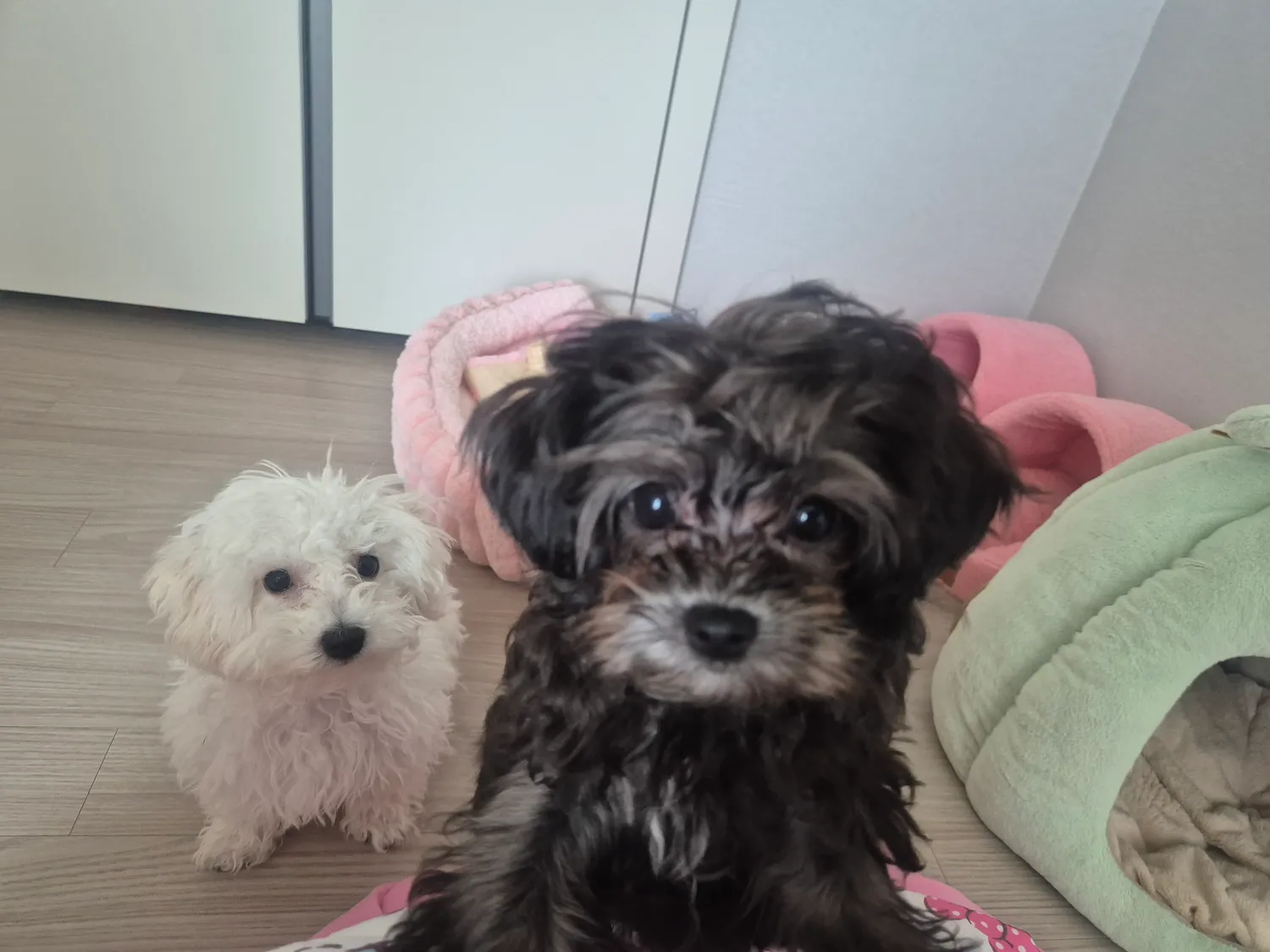 동금이 강쥐 3마리 사진보여주라 댓글 2