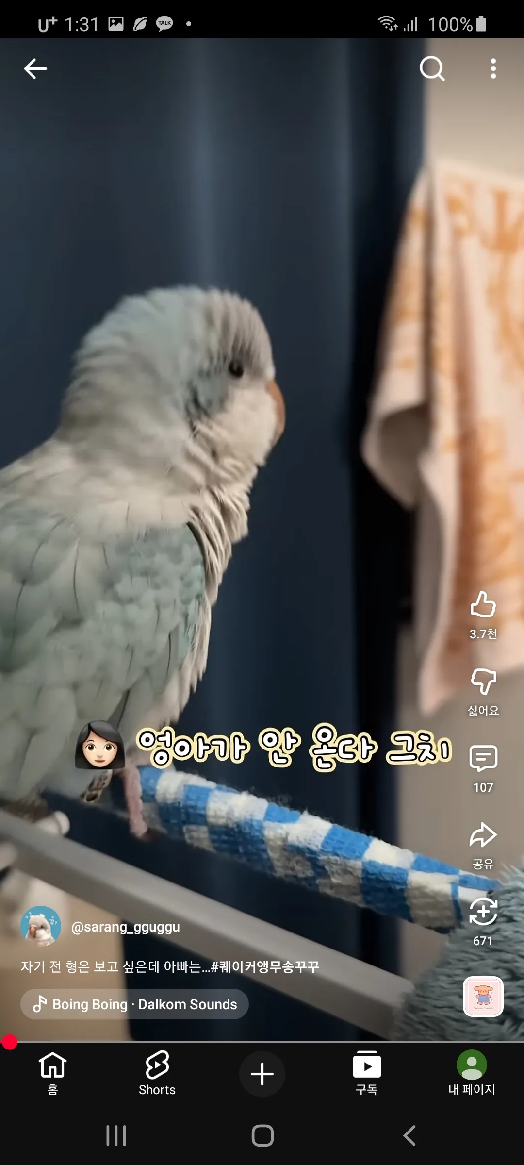무새 잠안와아4