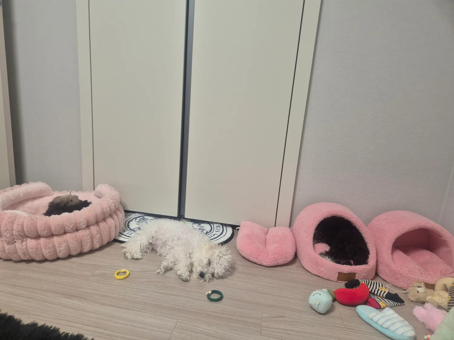 내털카펫애애들이쉬하는데어카냐 댓글