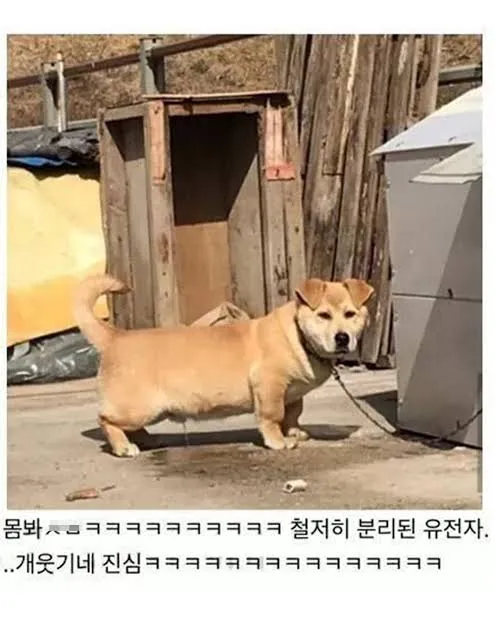 이개 한국개인가요 댓글