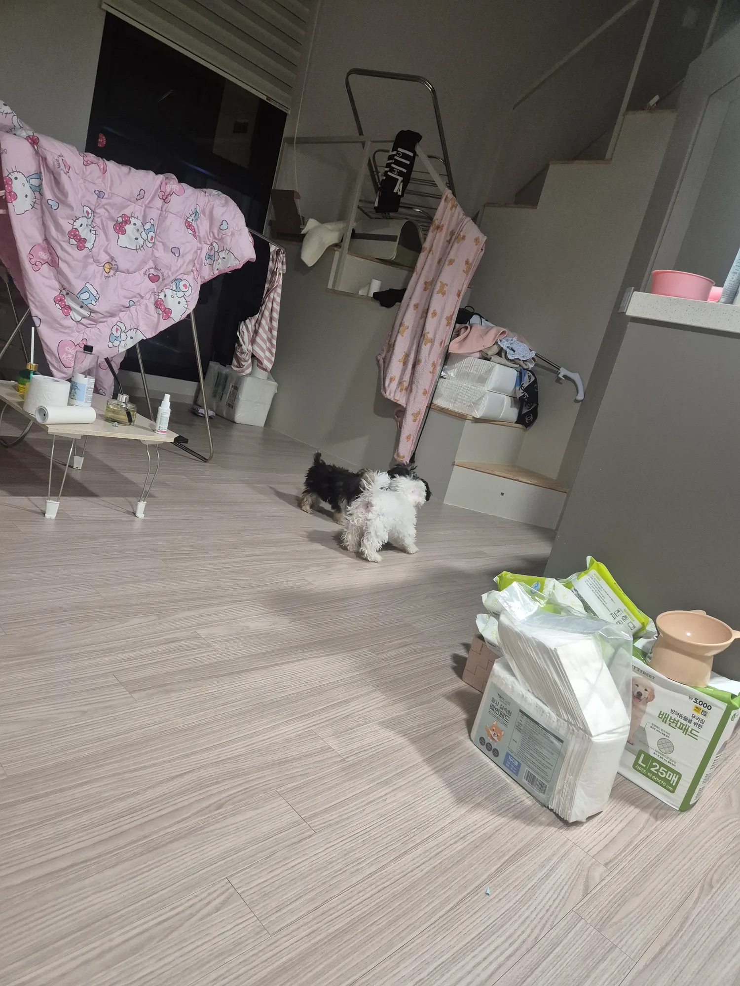 내일목줄살게요 봐주세요 시람업는데나옴 댓글 6