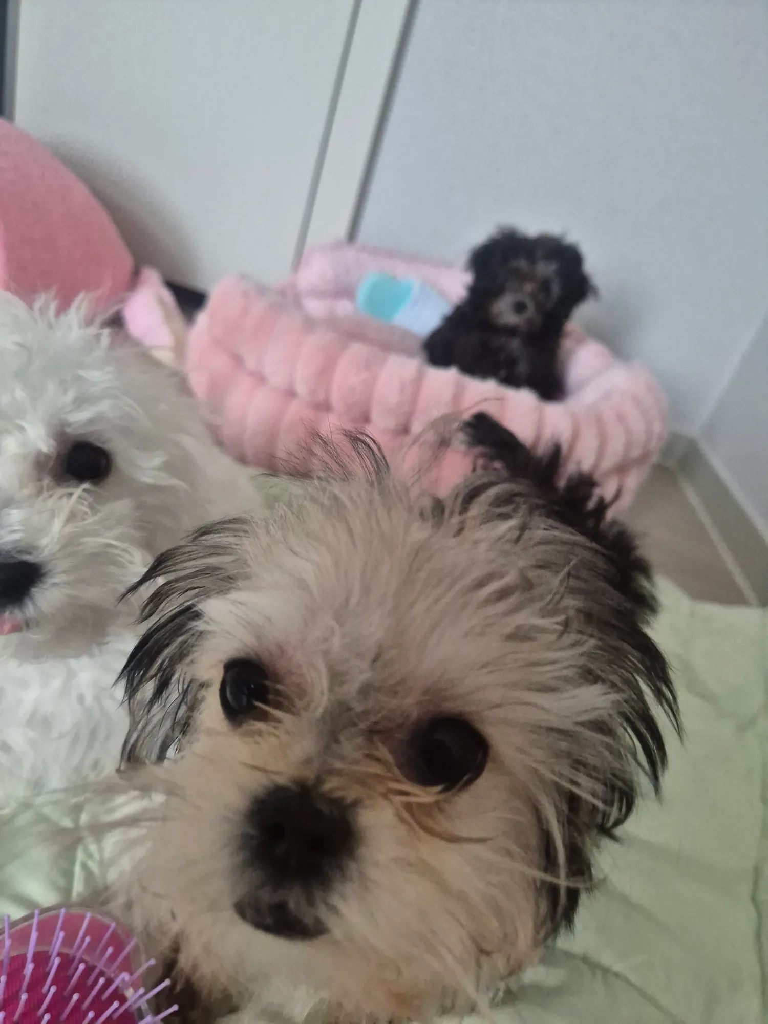 빗질하면