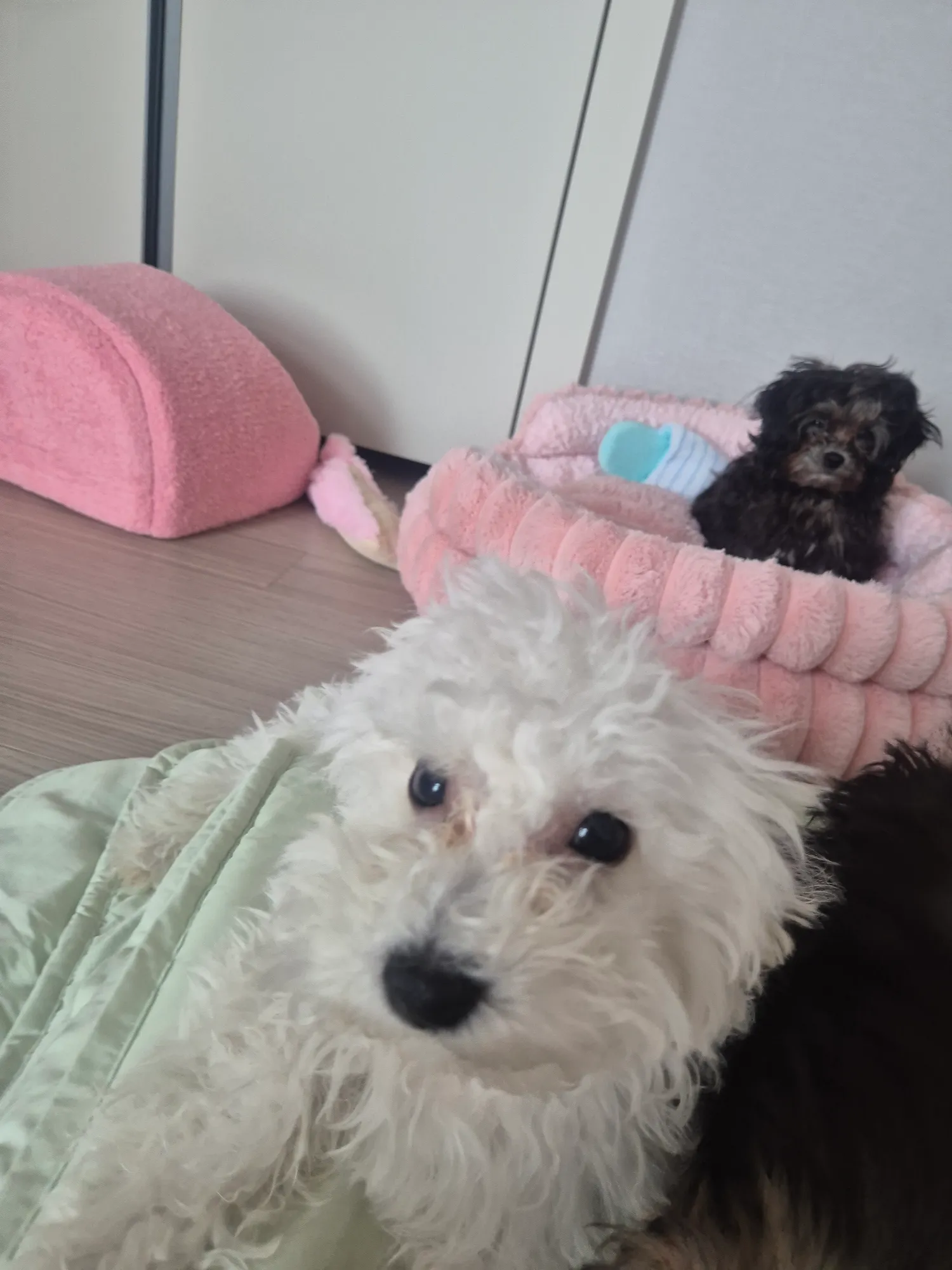 빗질하면2