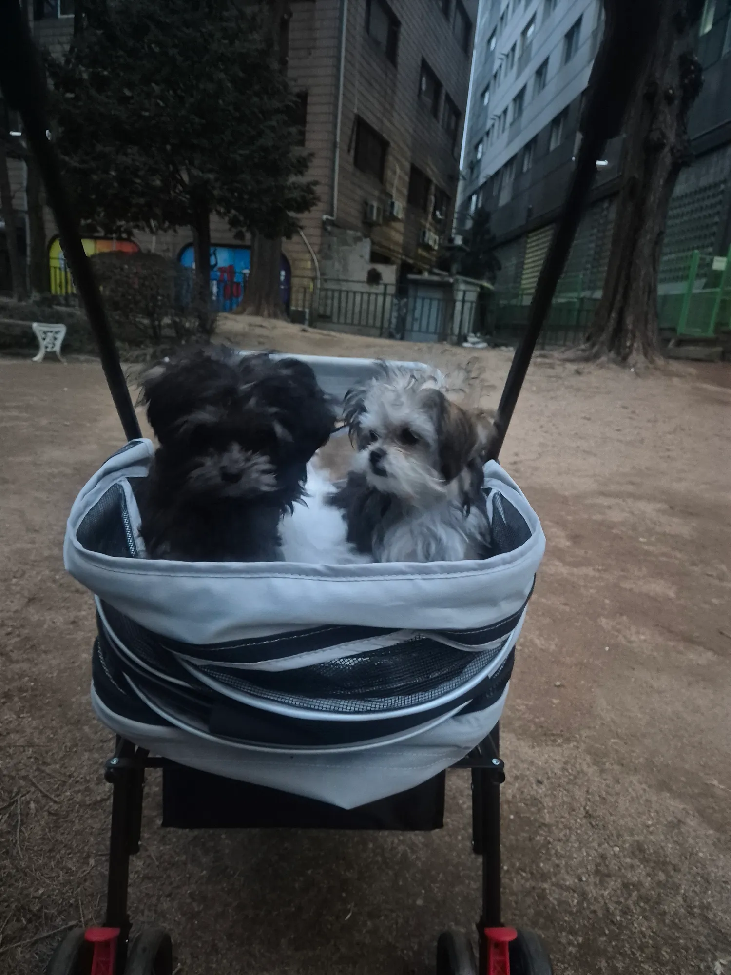 목줄내일사는데 오늘 늦잠자서 놀이터아침에