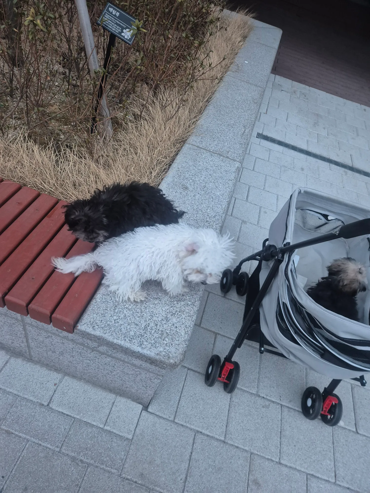 목줄내일사는데 오늘 늦잠자서 놀이터아침에 댓글