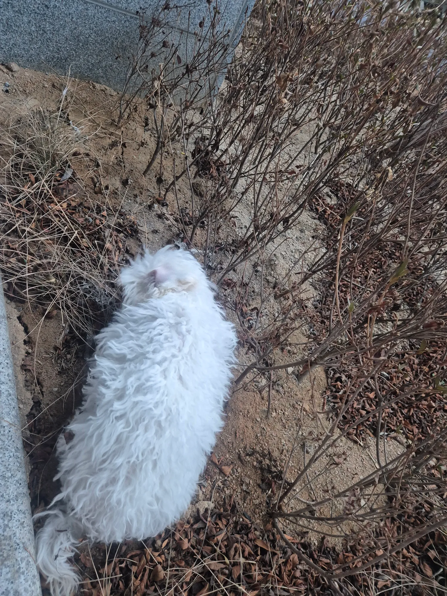 목줄내일사는데 오늘 늦잠자서 놀이터아침에 댓글 3