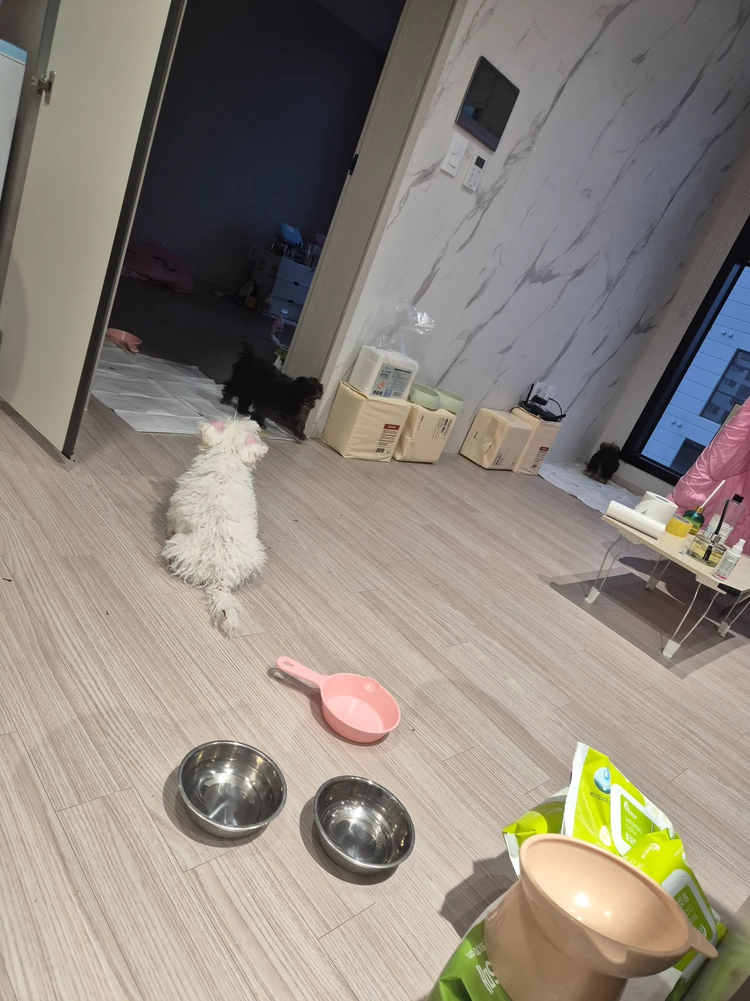 목줄내일사는데 오늘 늦잠자서 놀이터아침에 댓글 4