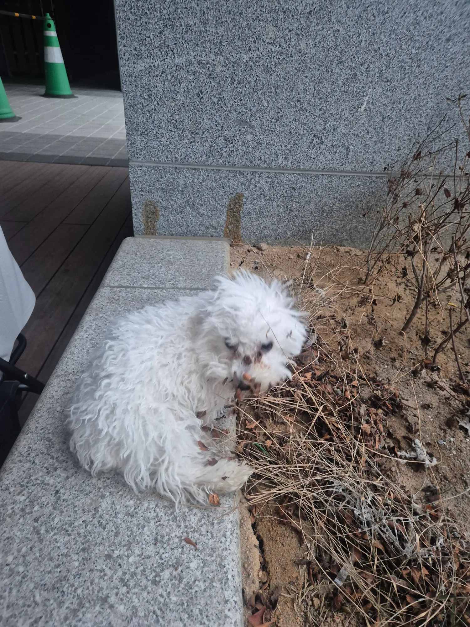 비숑키우는언니들 털다미는데얼마줫어?