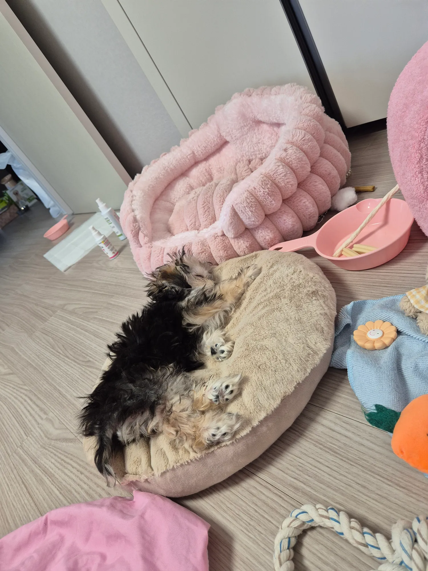 강아지들은 산책만해주면 잘잔다2