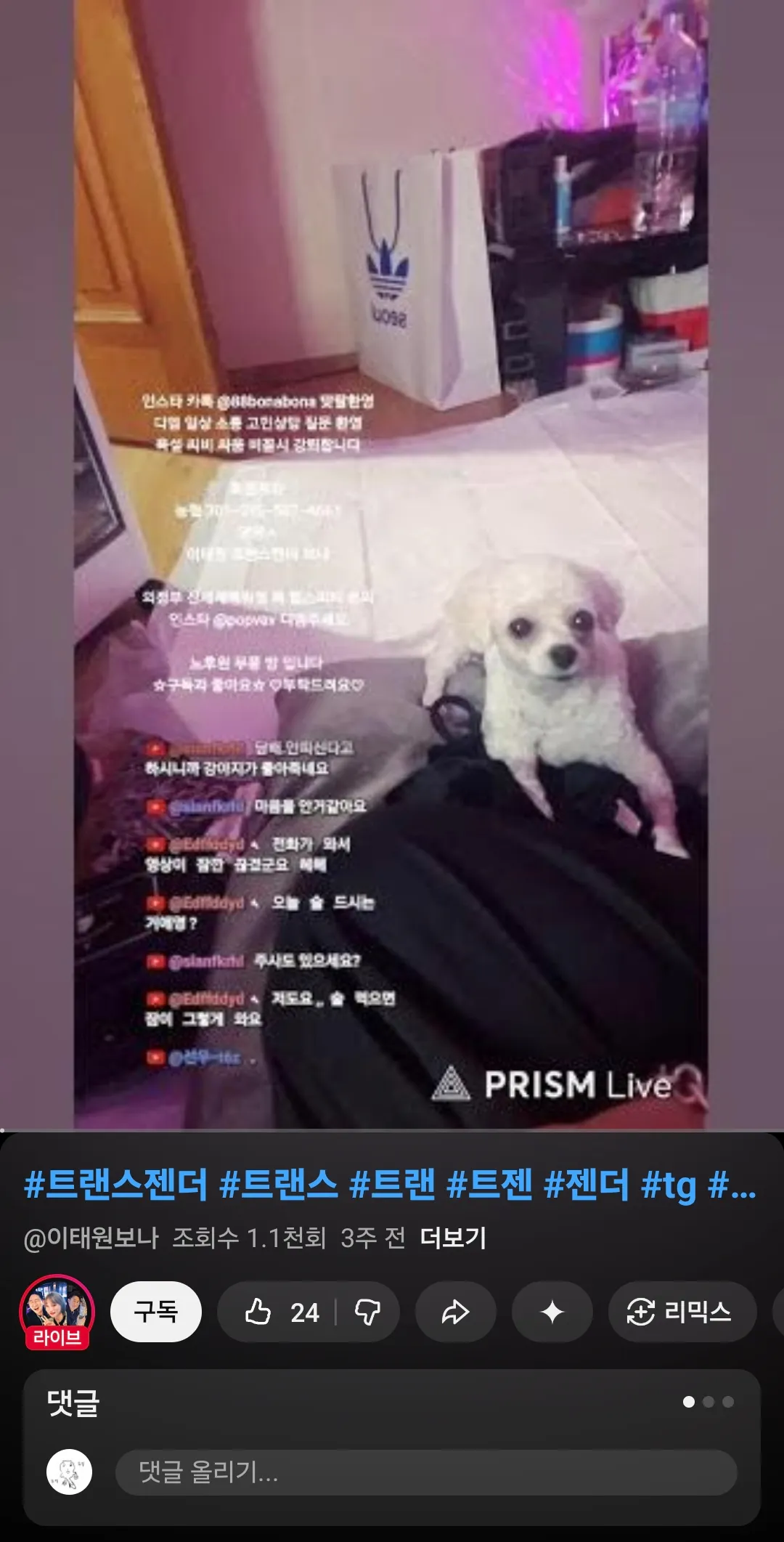 언니들 이강아지 종류좀요2