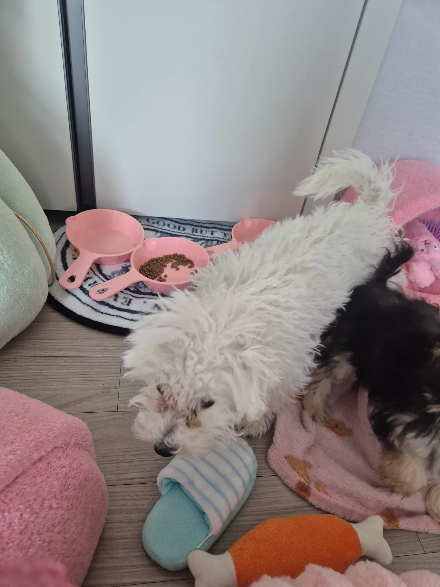 동금흰동 엉킨털 가위로잘라줌 댓글