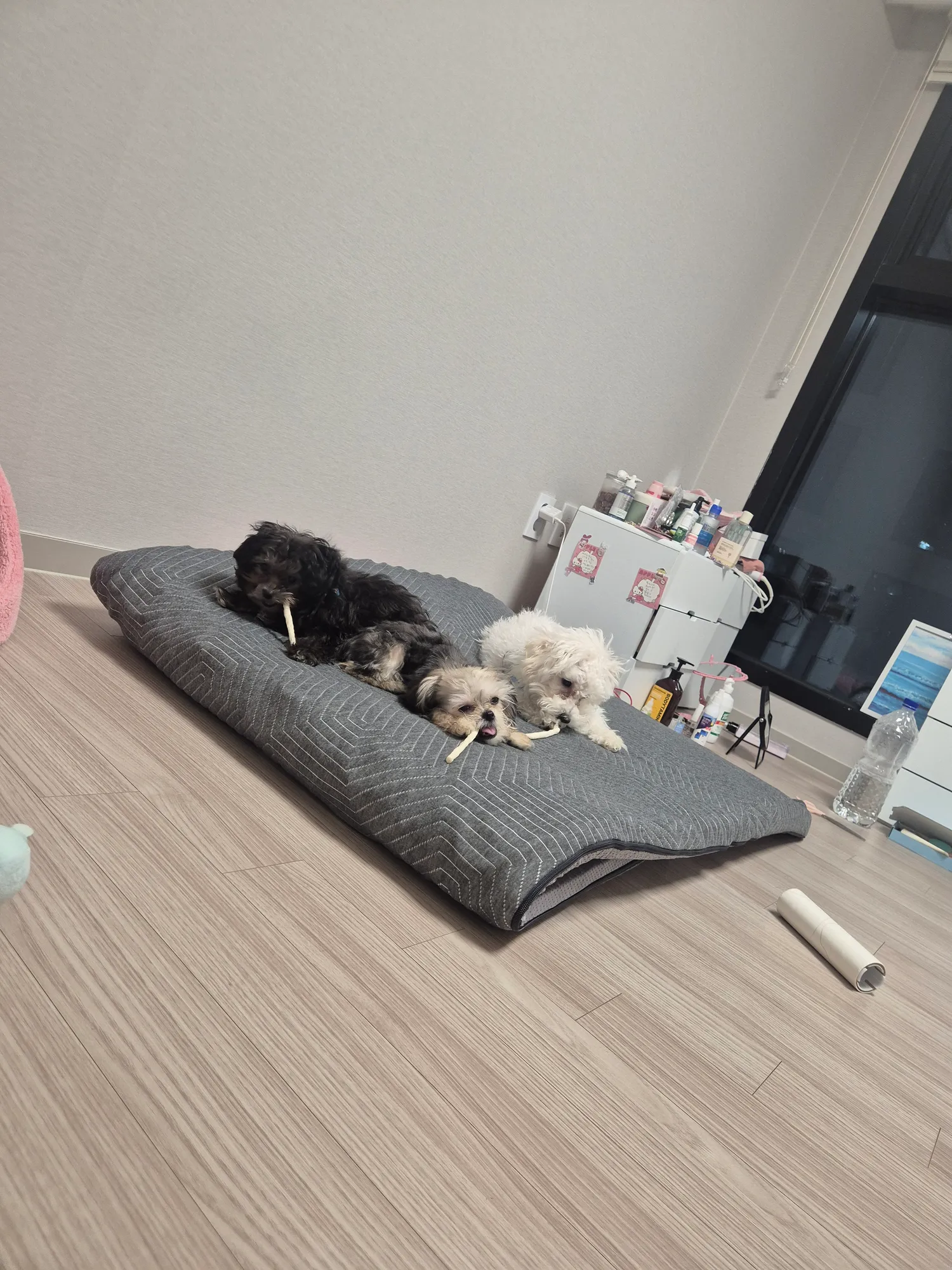 껌뜯어요 댓글 4