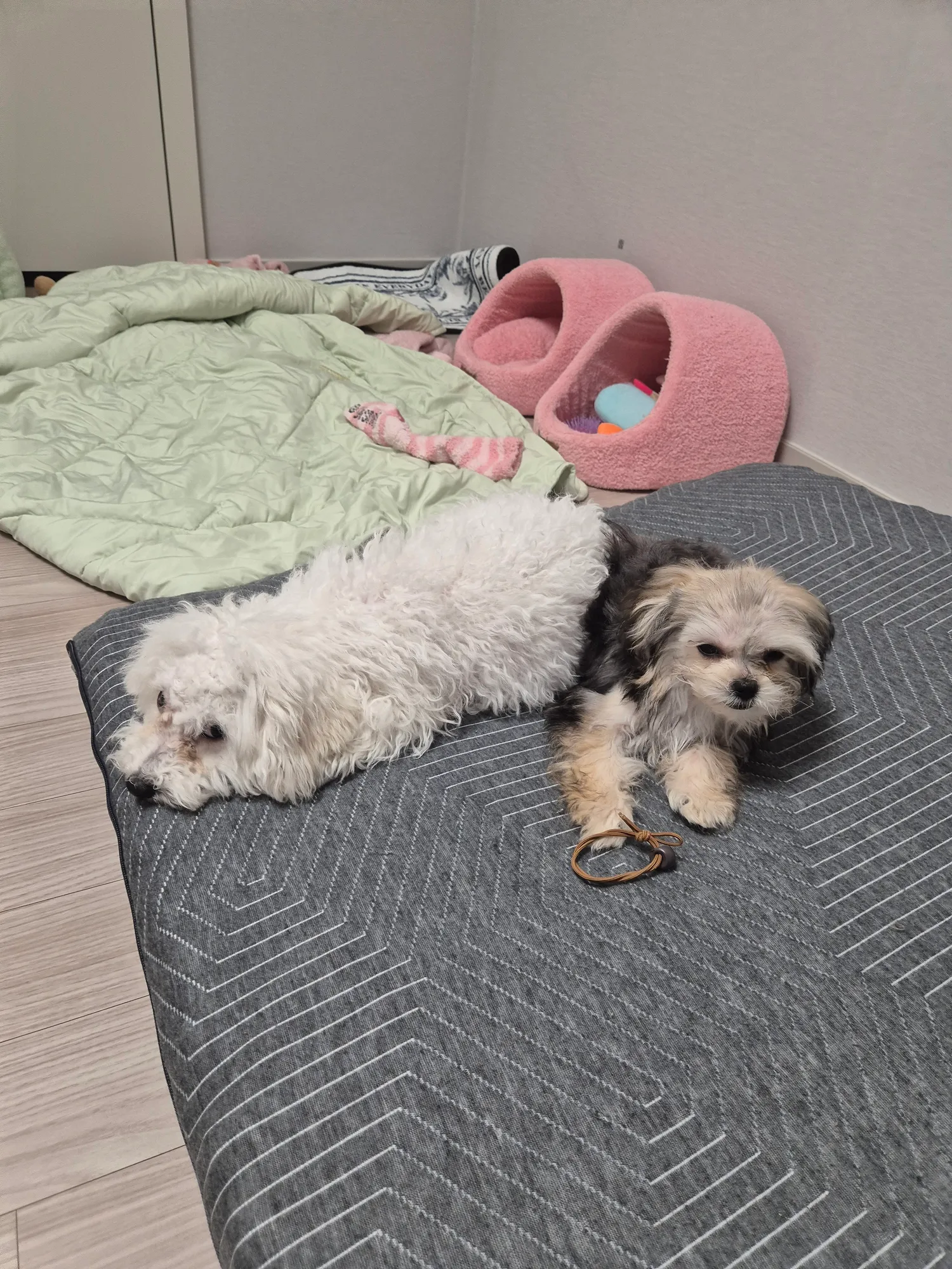 지기들이씻겨달라고와놓고ㅈ씻고벌벌ㄸᆢㄹ어 댓글