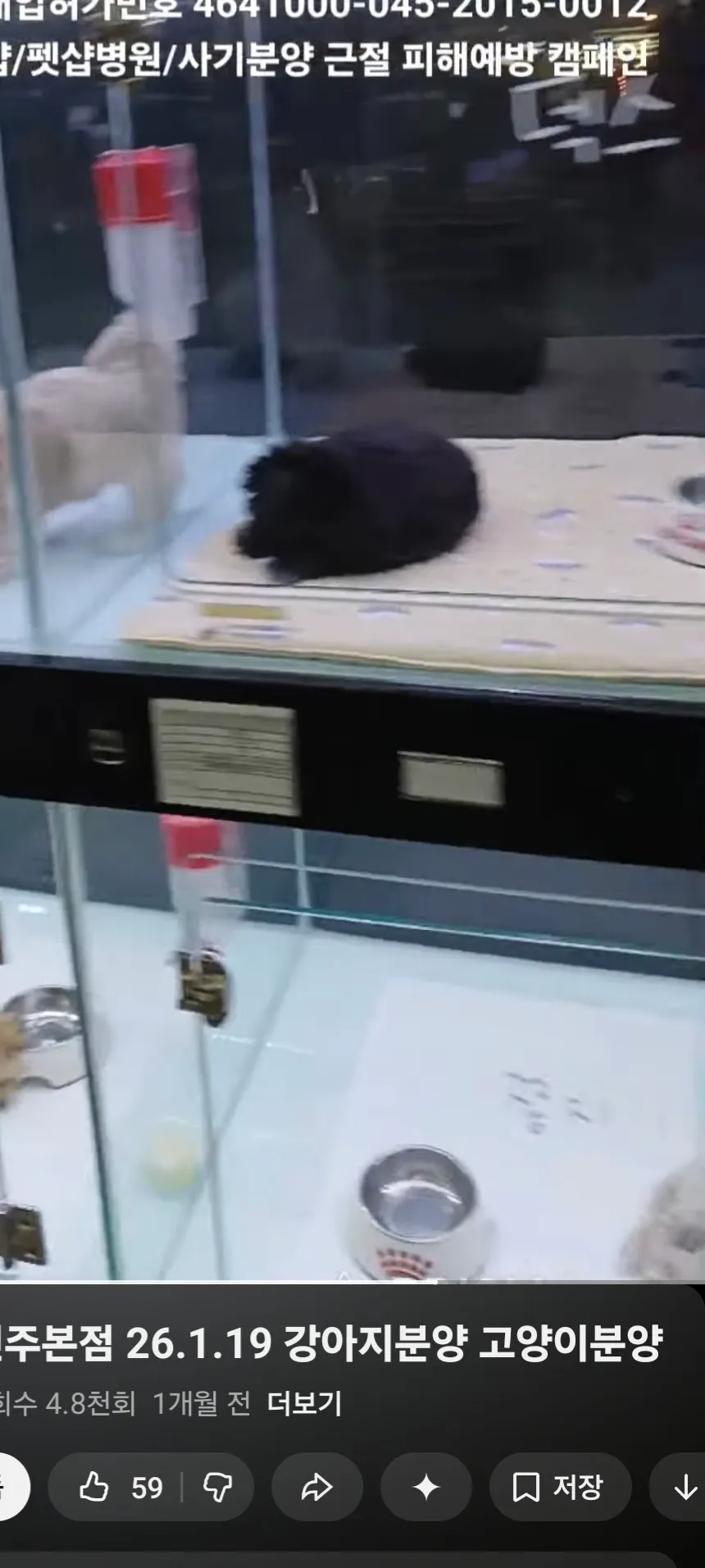 동금이랑 검동이 나만나기전 펫샵에잇던시절3