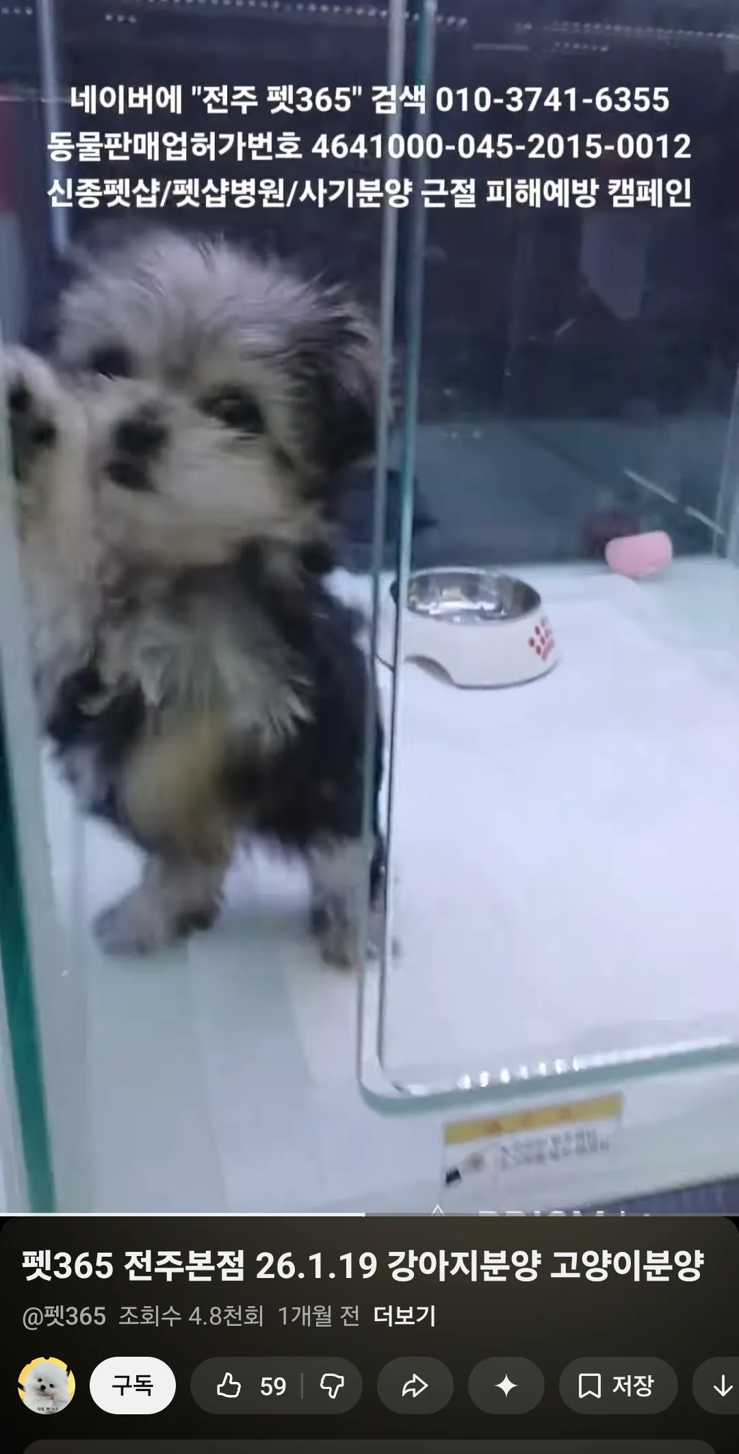 동금이랑 검동이 나만나기전 펫샵에잇던시절 댓글 3