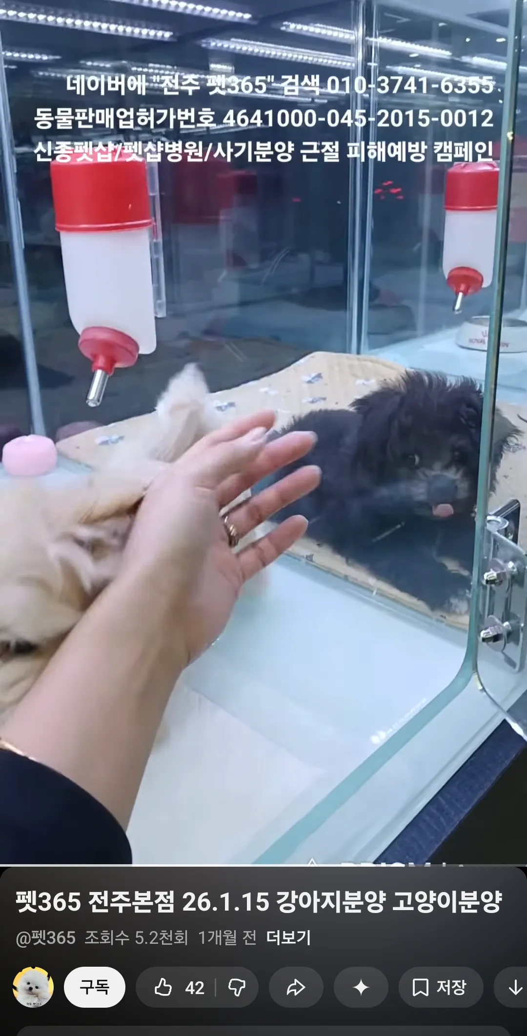 동금이랑 검동이 나만나기전 펫샵에잇던시절 댓글 4
