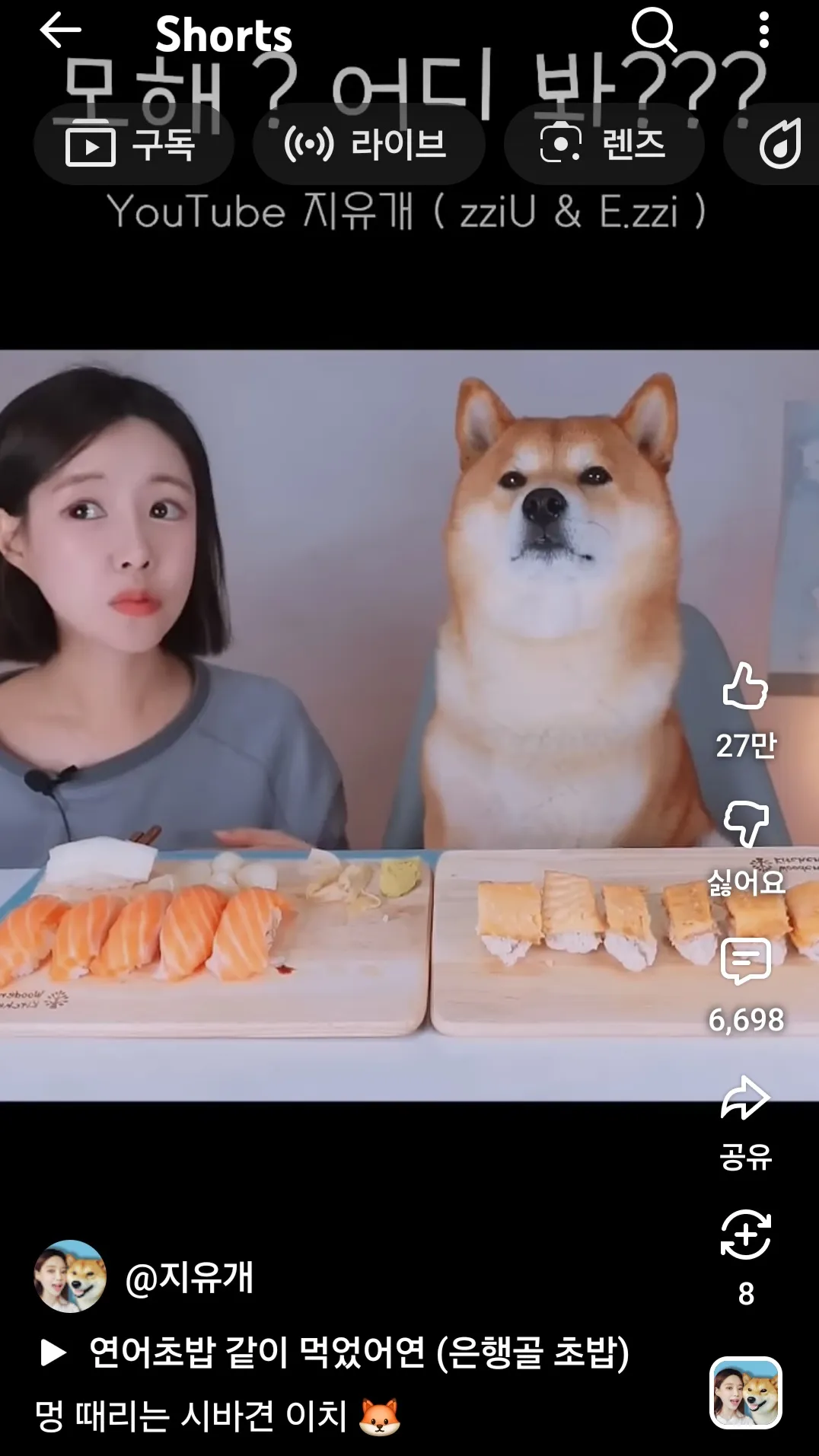 시바견 귀욥