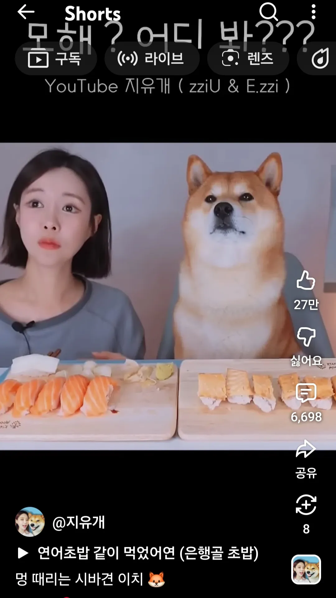 시바견 귀욥2