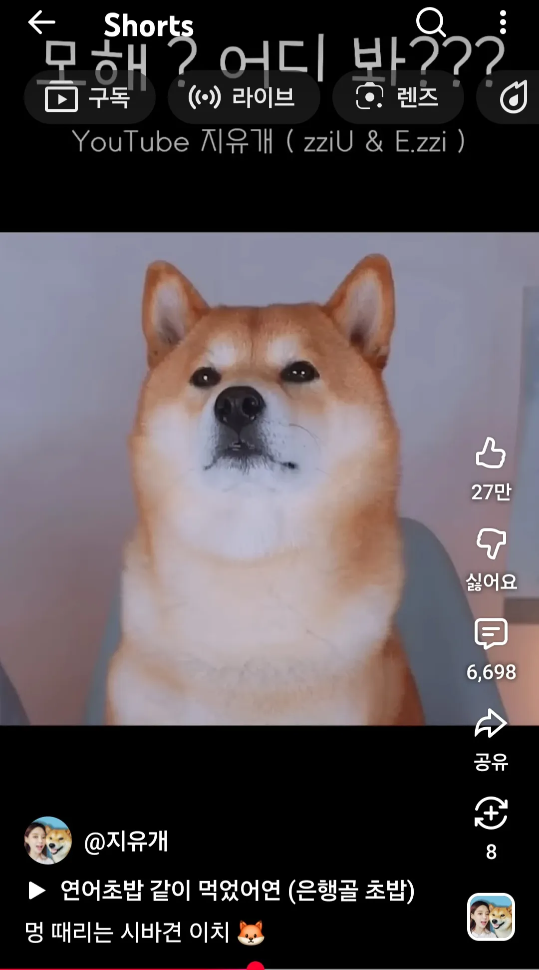 시바견 귀욥3