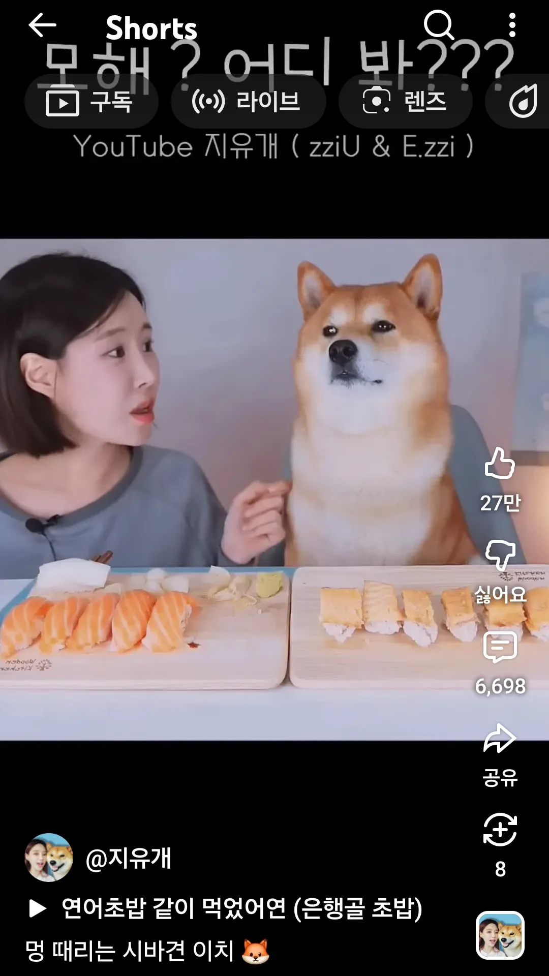 시바견 귀욥4