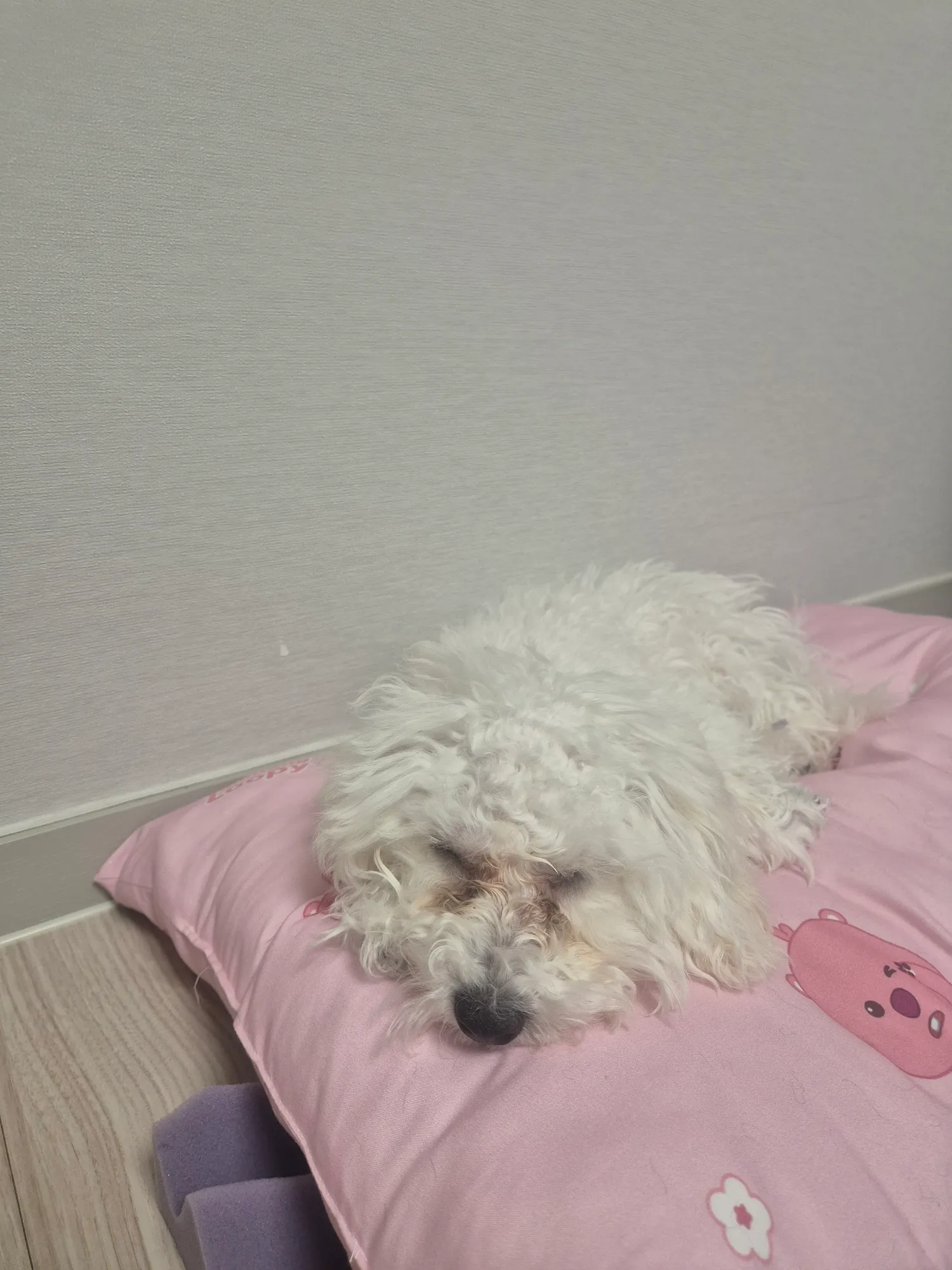 신동엽 지금산책안나가서 빡쳐있음 댓글