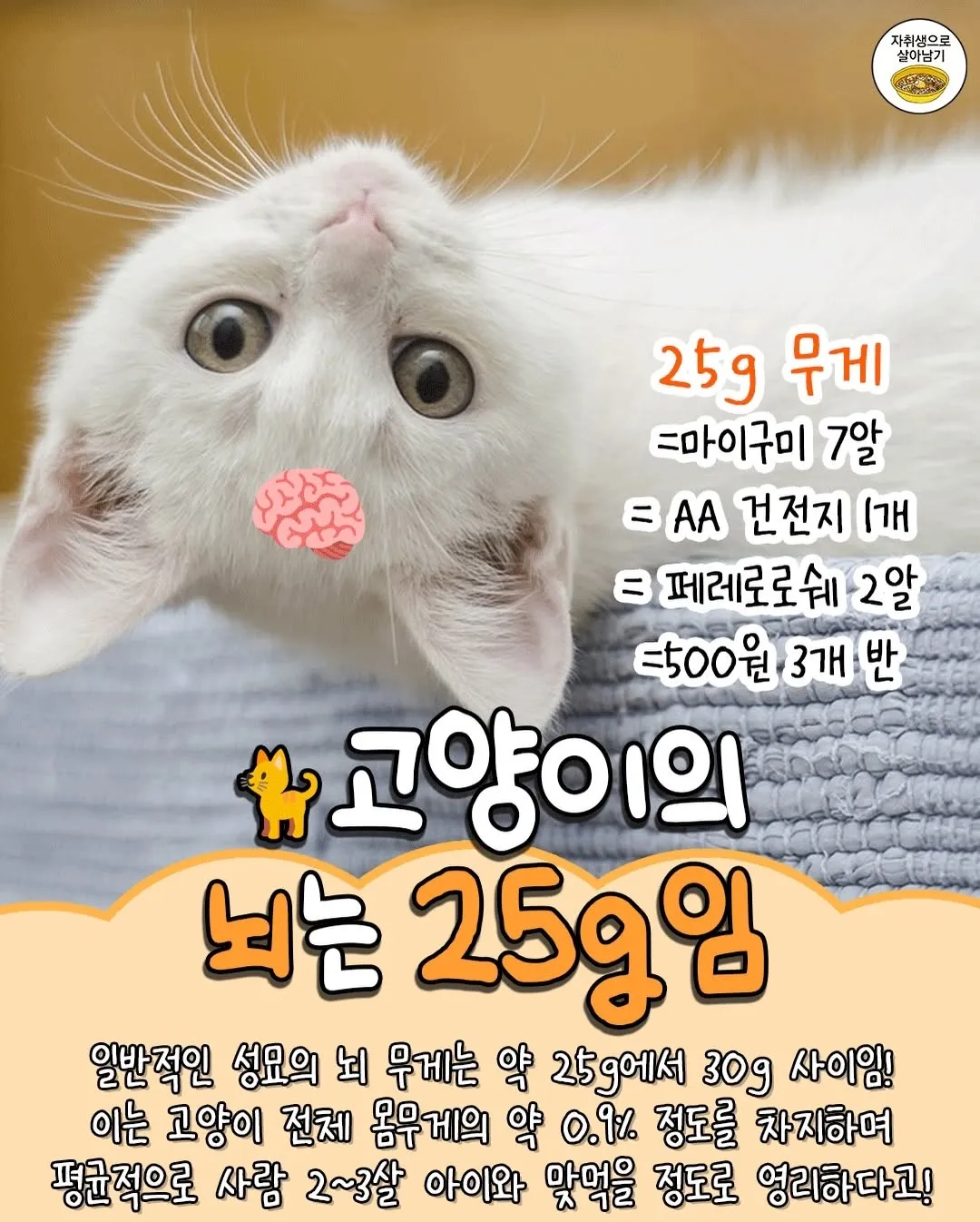 고양이 TMI2