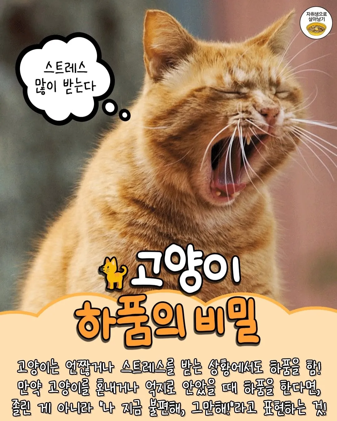 고양이 TMI3