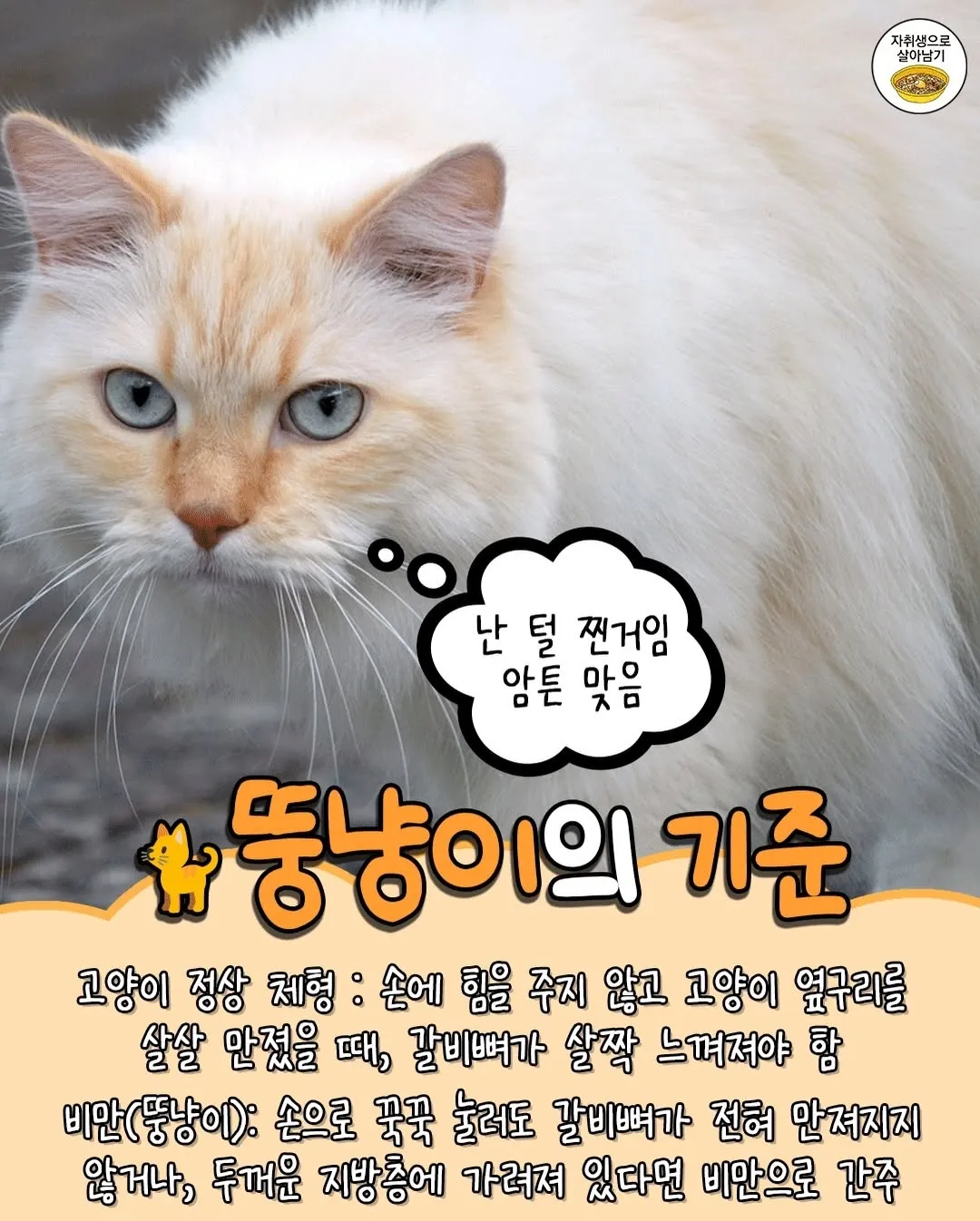 고양이 TMI4