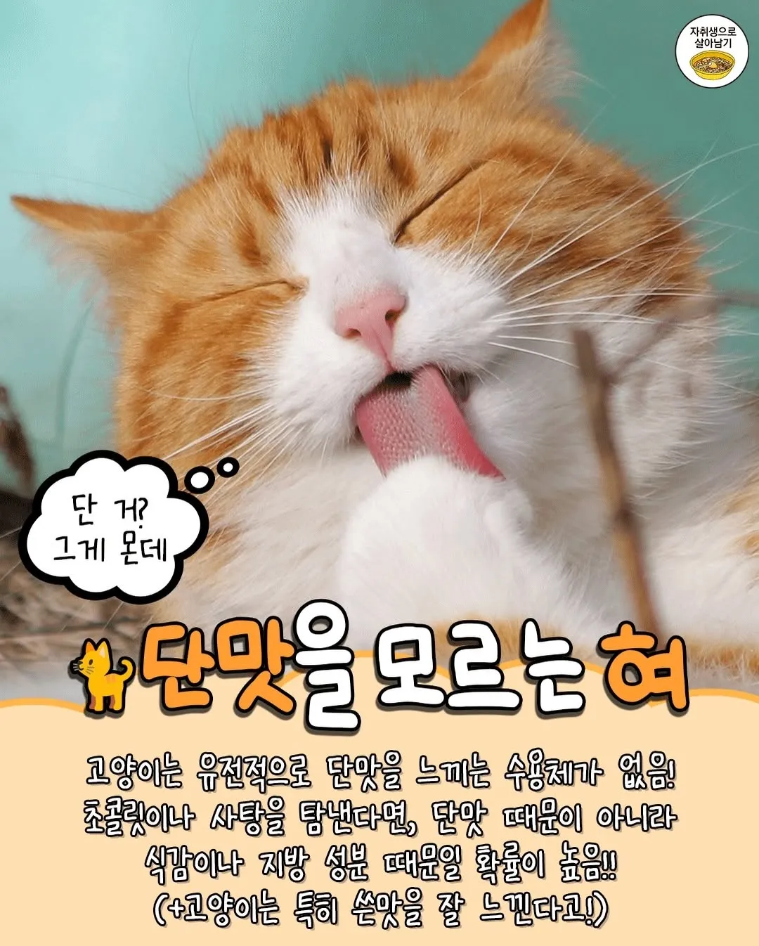 고양이 TMI5