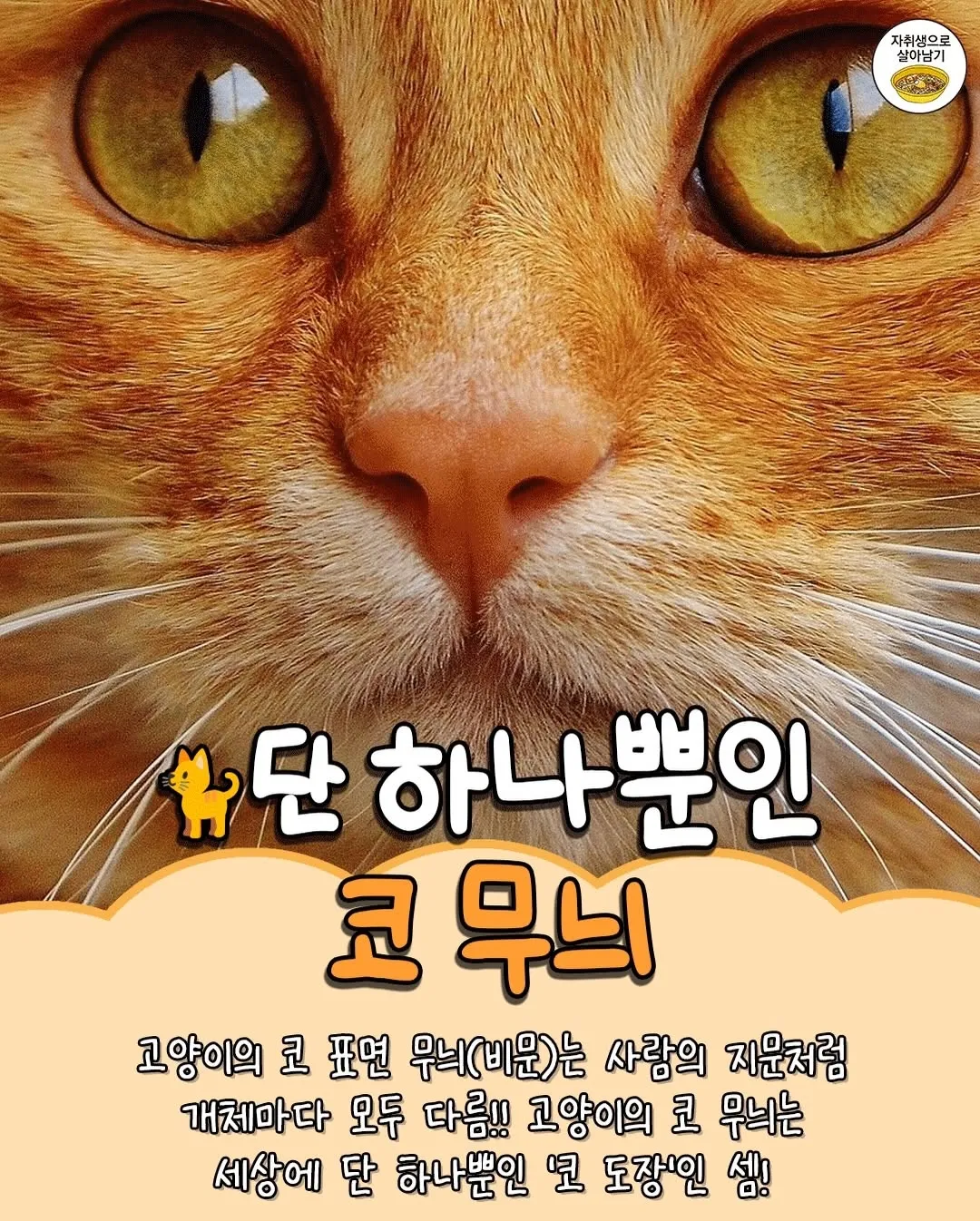 고양이 TMI6