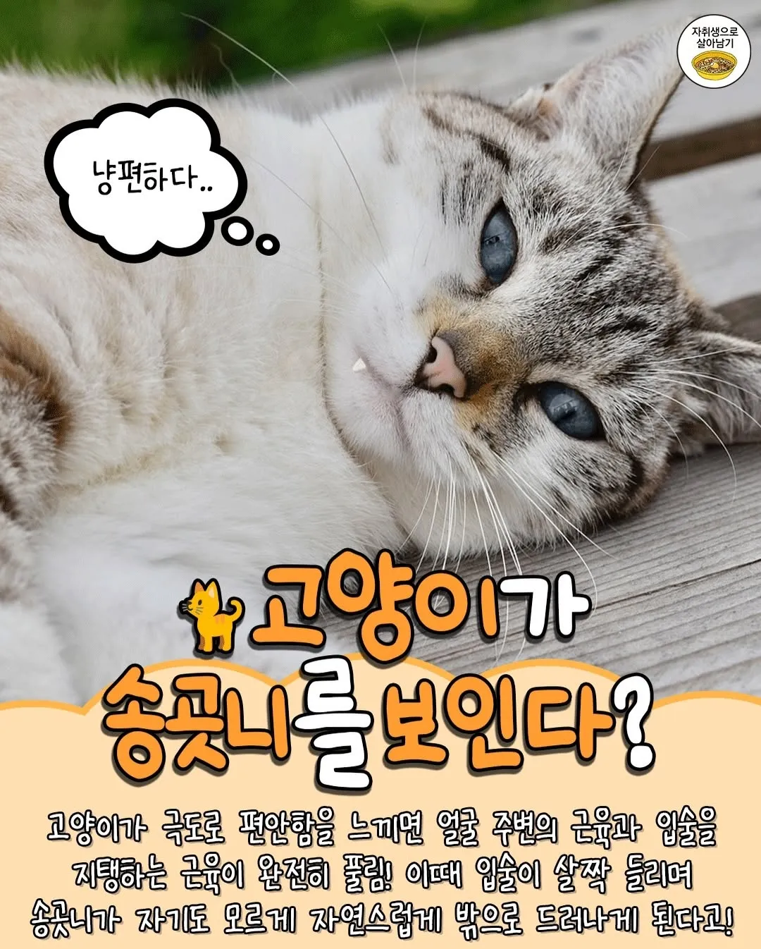 고양이 TMI7
